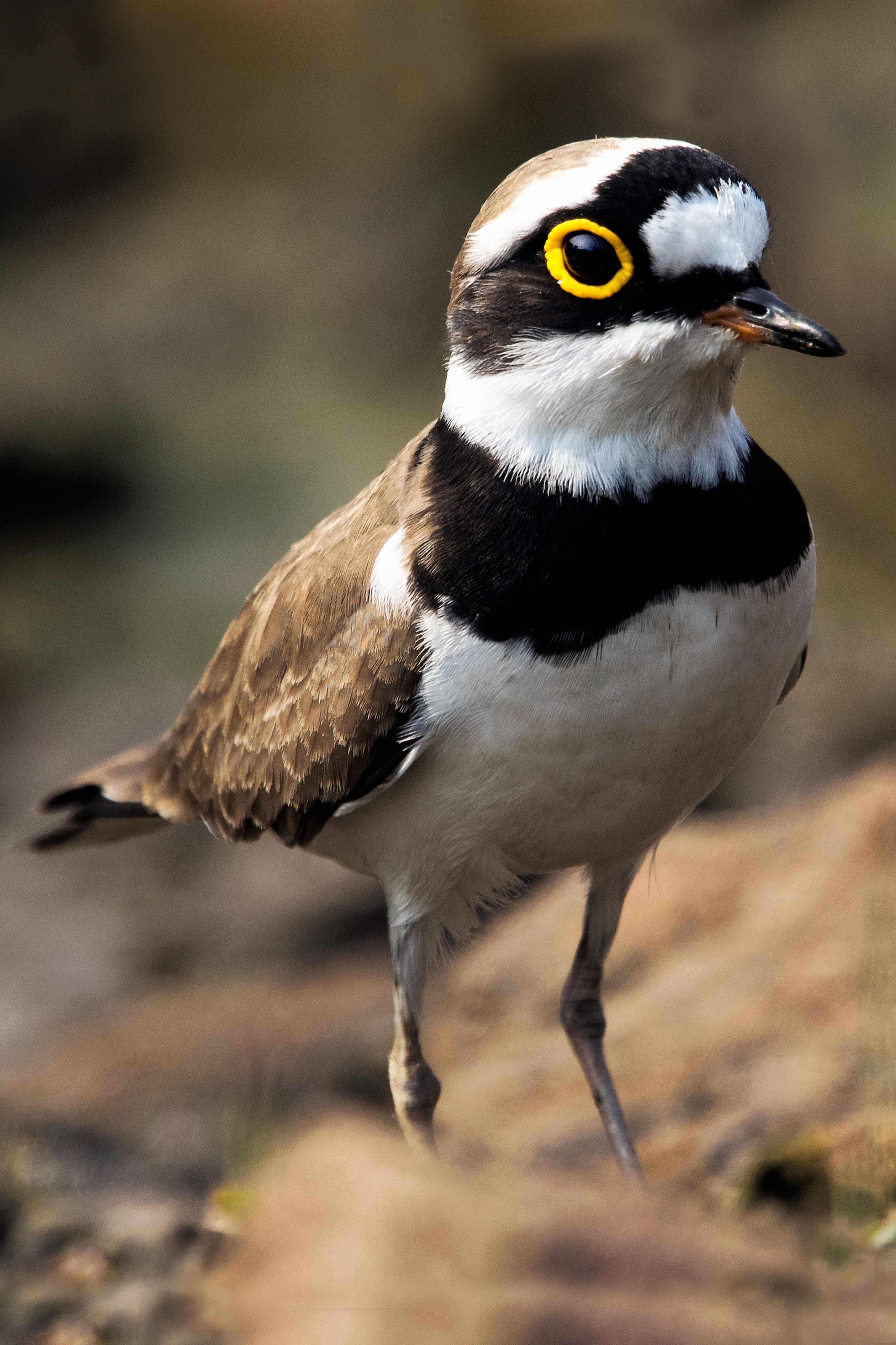 Little ringed plover | Nagpur, Maharashtra. 
