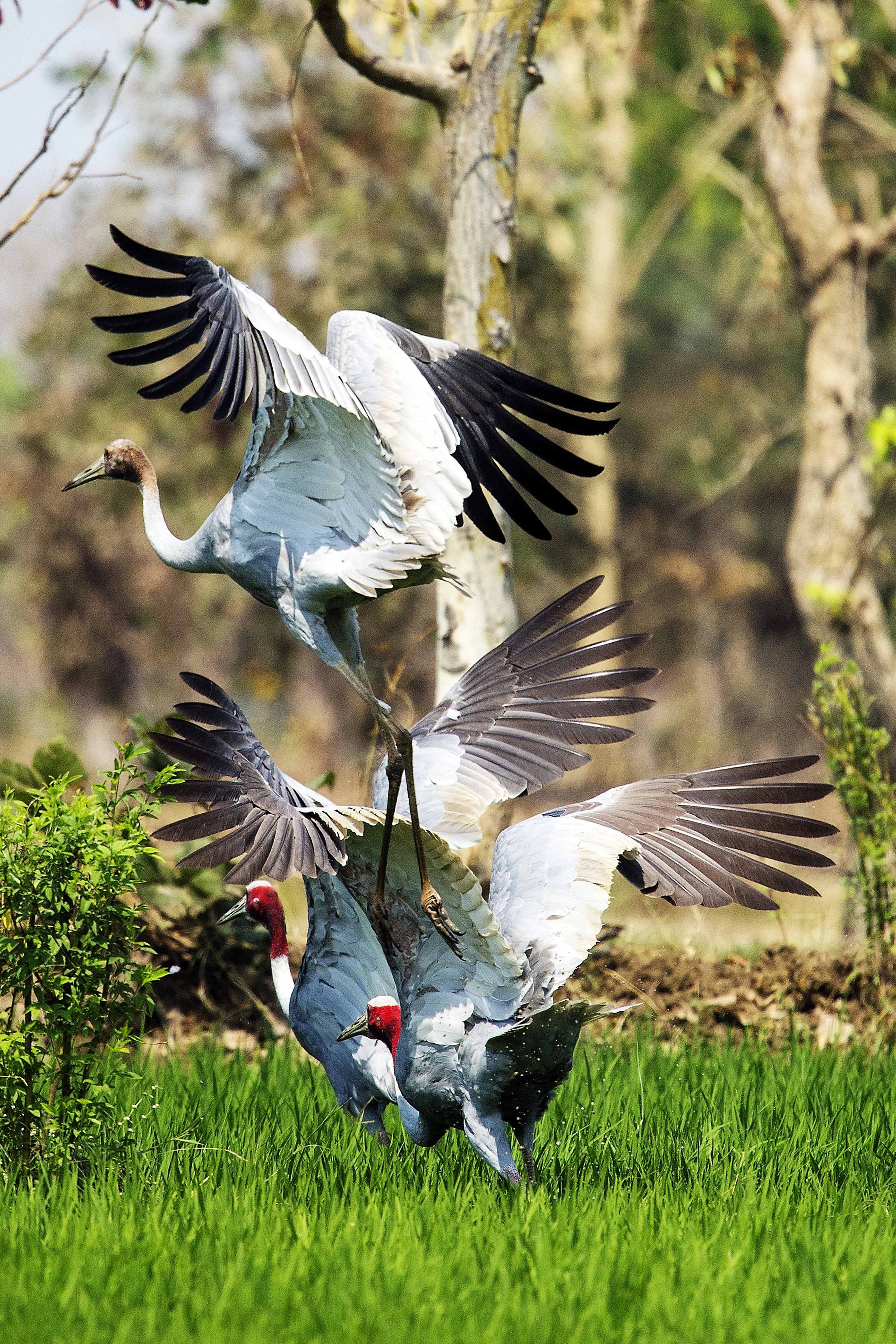 Sarus cranes | Gondia.