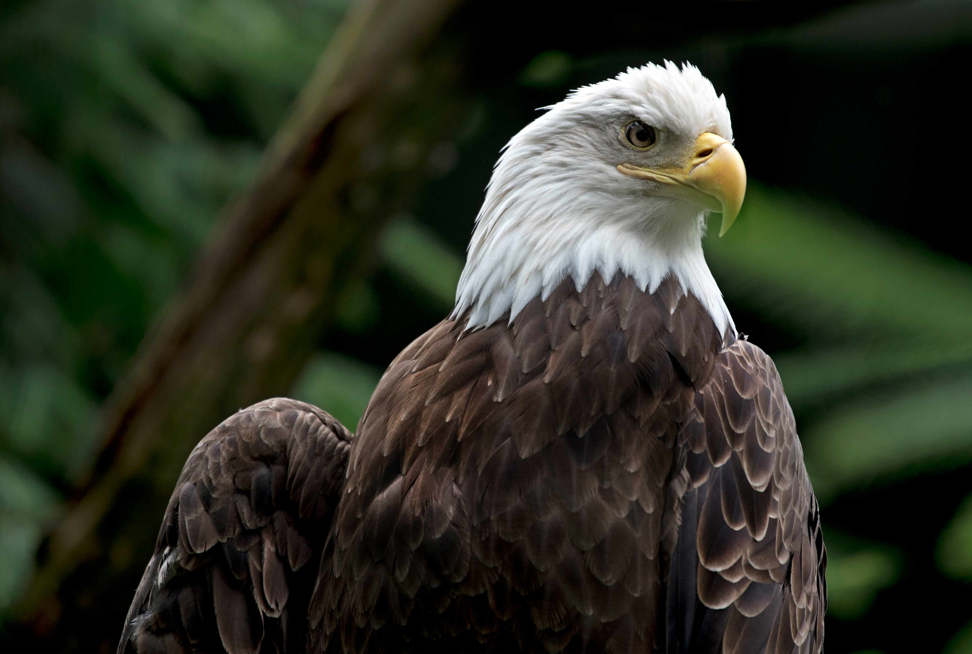 Bald eagle – It is a magnificent bird of prey that is native to North America amazing hunters.