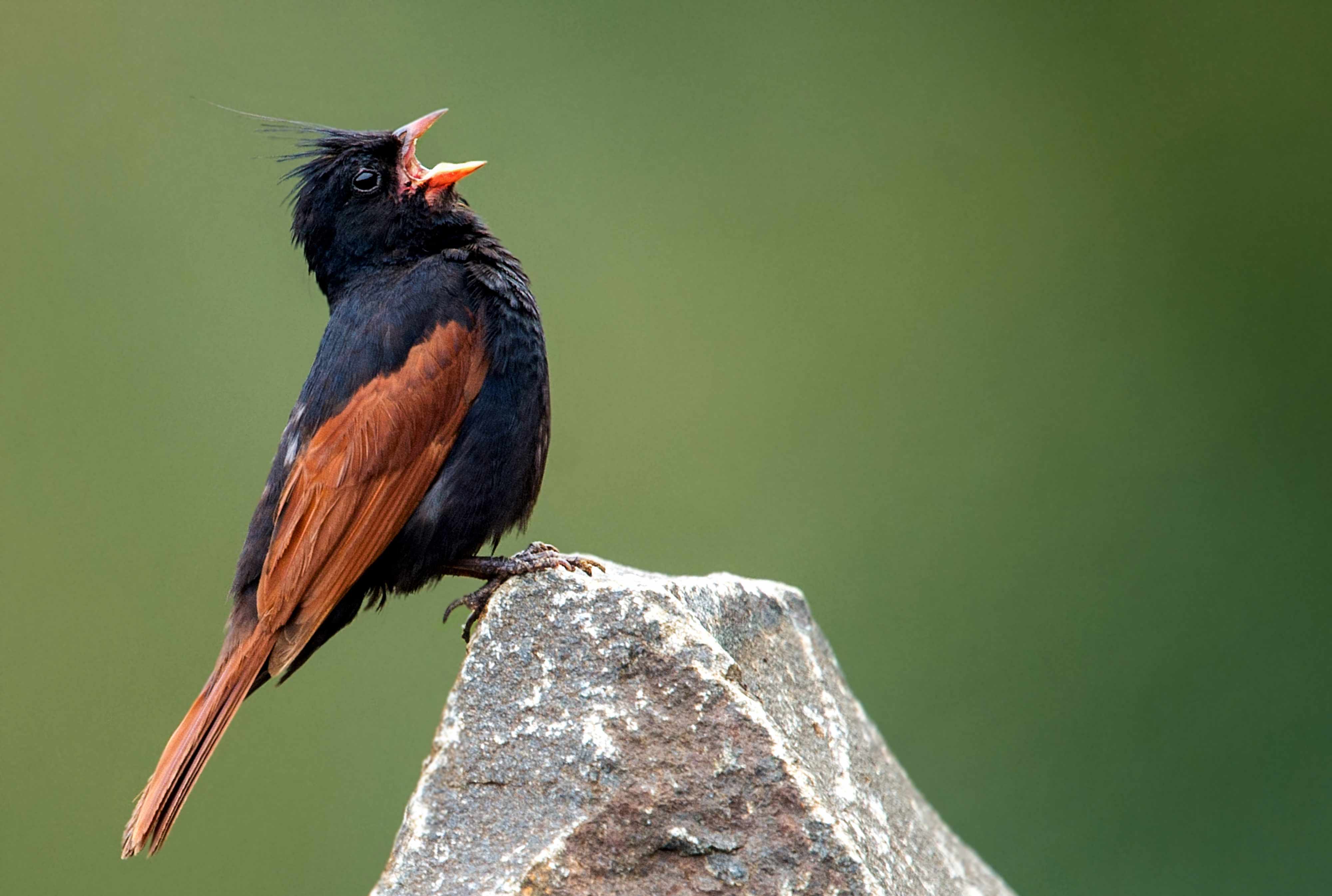 Crested bunting (Melophus lathami) is a species of bird in the family Emberizidae, from South and Southeast Asia.  Outskirts Nagpur.