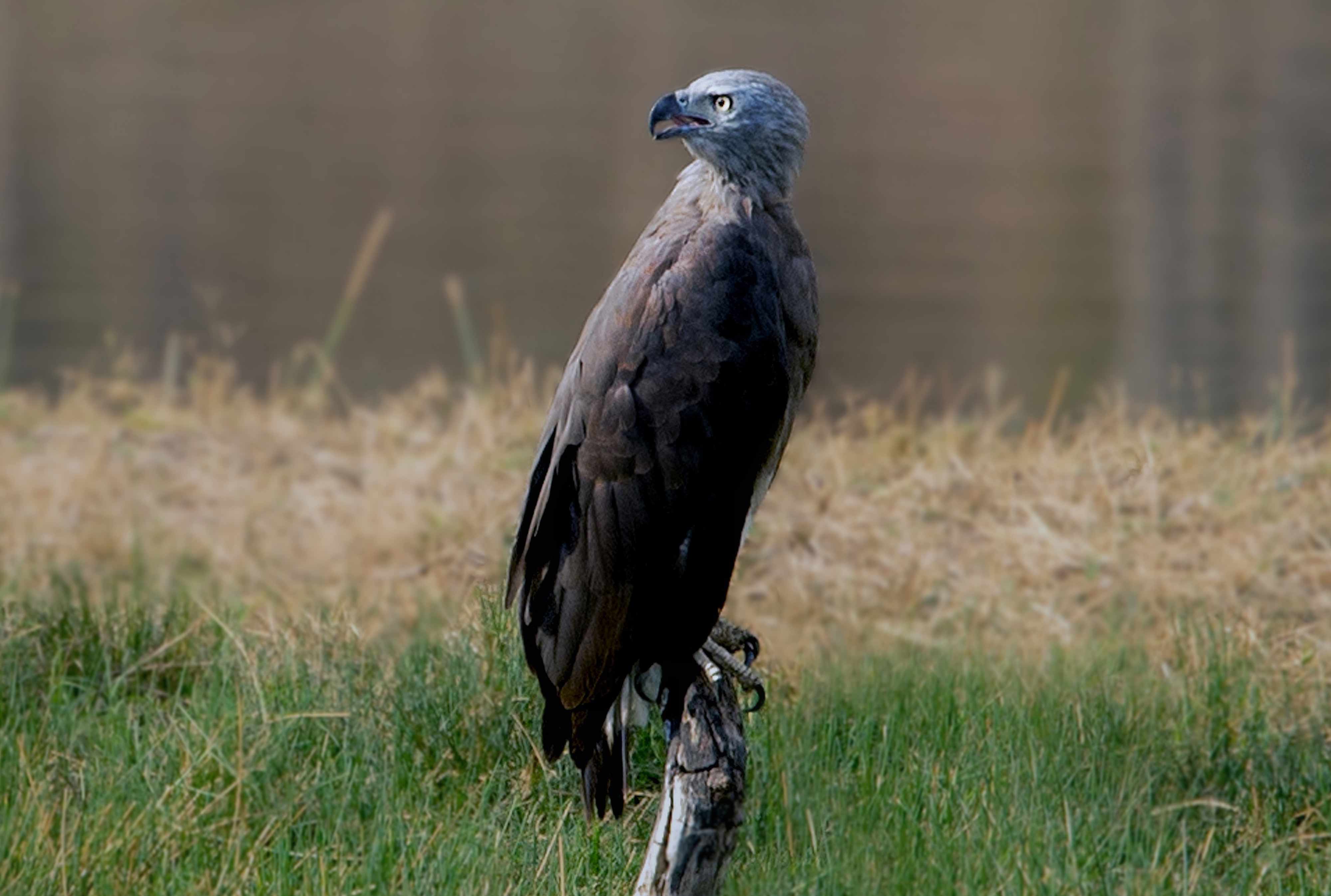 Grey-headed fish eagle | Nagpur, Maharashtra. 