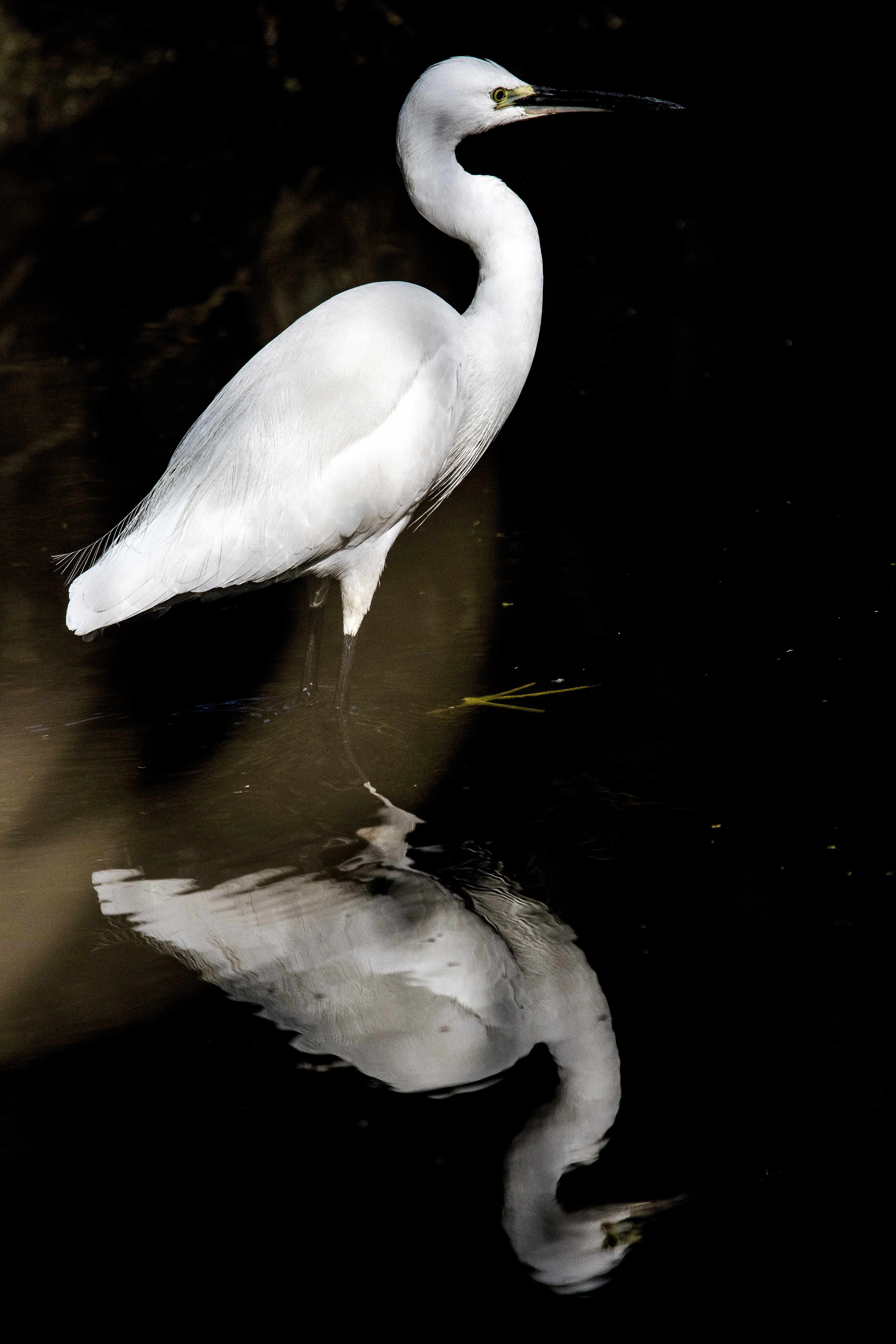 The Intermediate Egret | Nagpur, Maharashtra.
