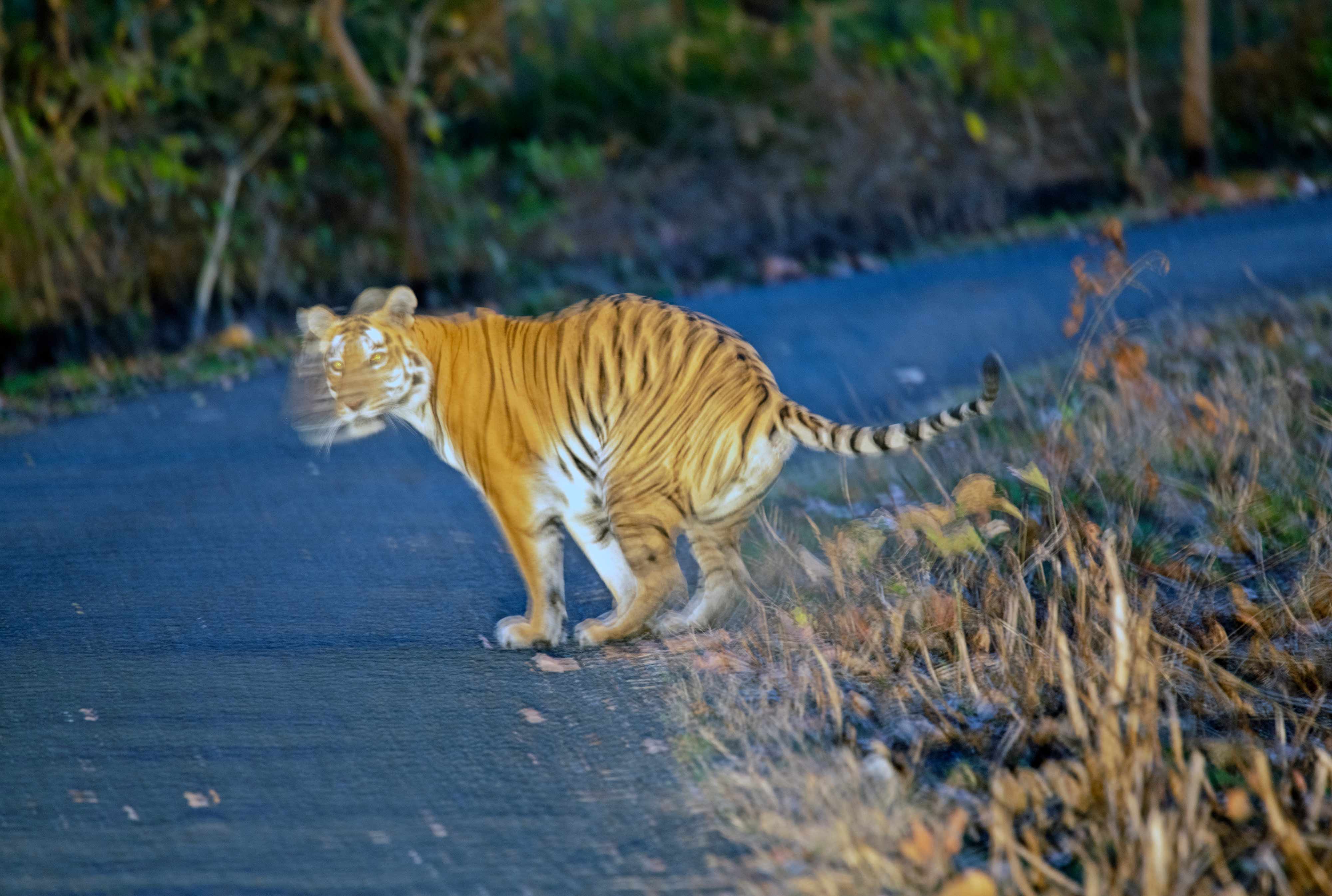 Late in the evening, Tigress Chandi | Umred Karhandla Wildlife Sanctuary....