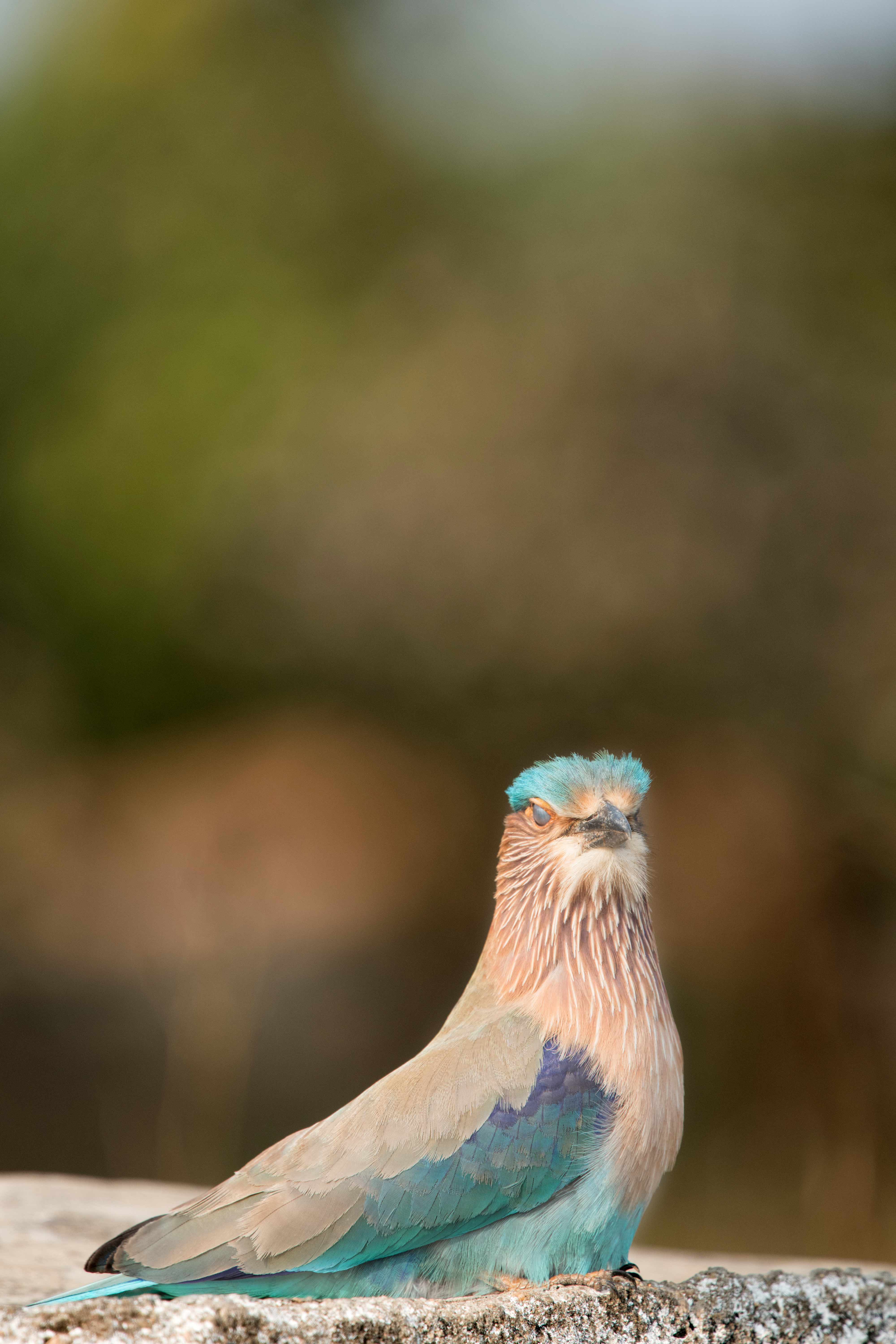 Indian Roller | Nagpur Outskirts.