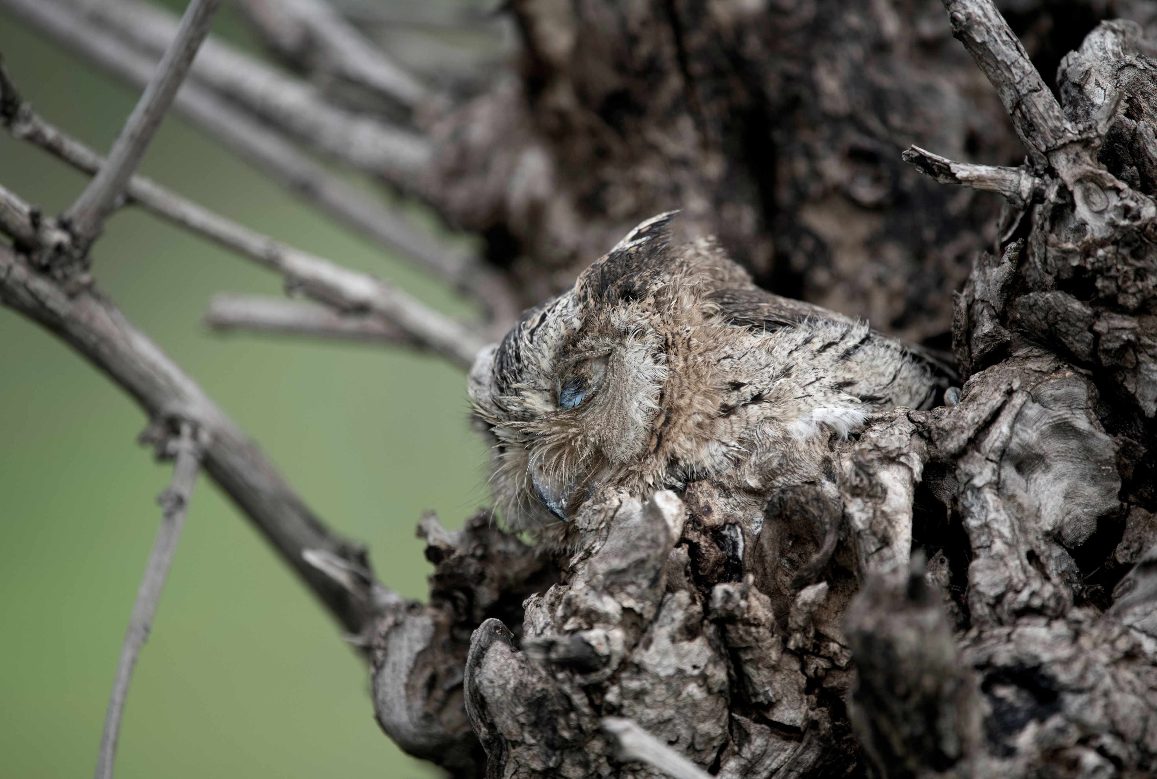 Indian Scops Owl | Nagpur, Maharashtra.