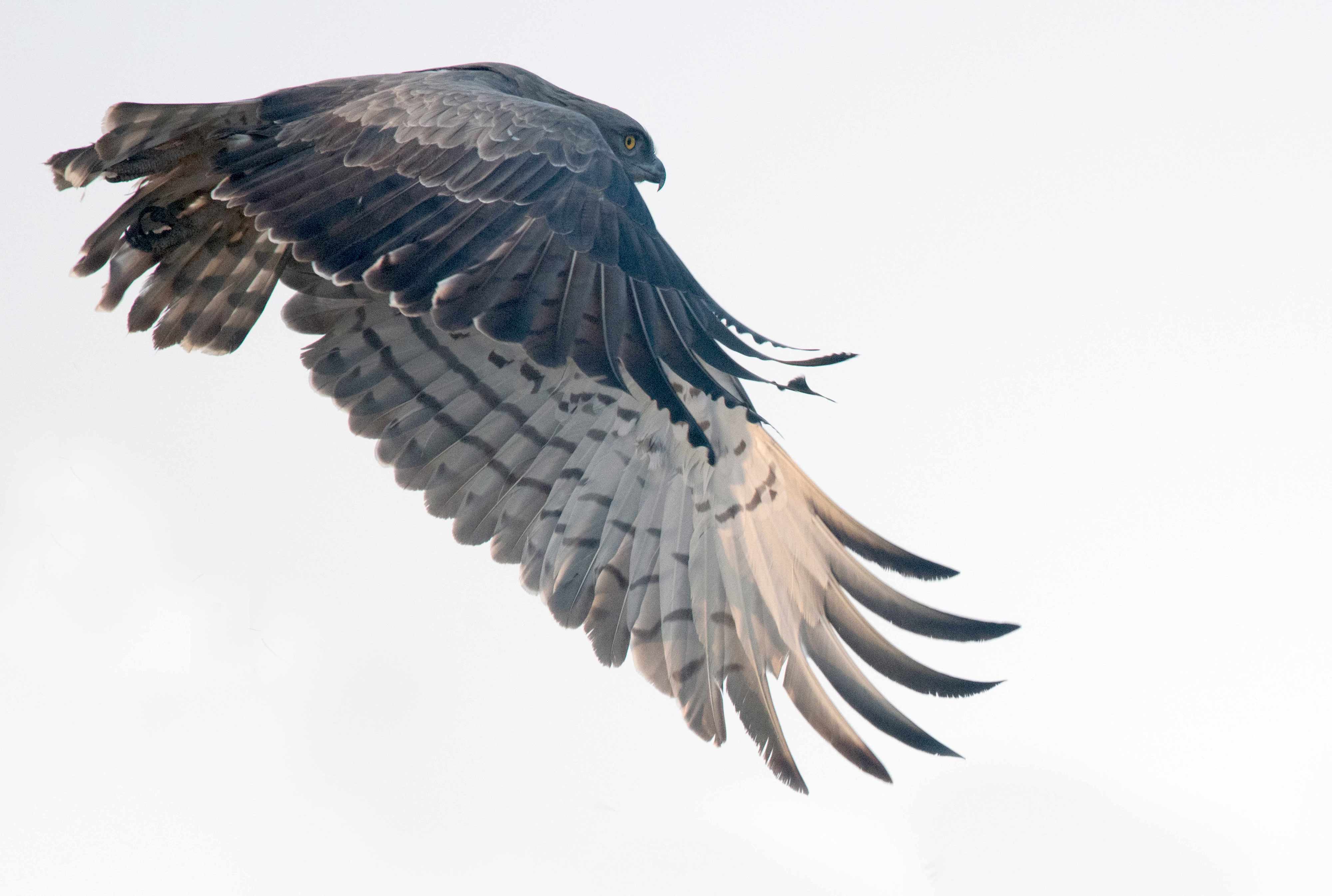 Short-toed snake eagle | Nagpur outskirts, Maharashtra.