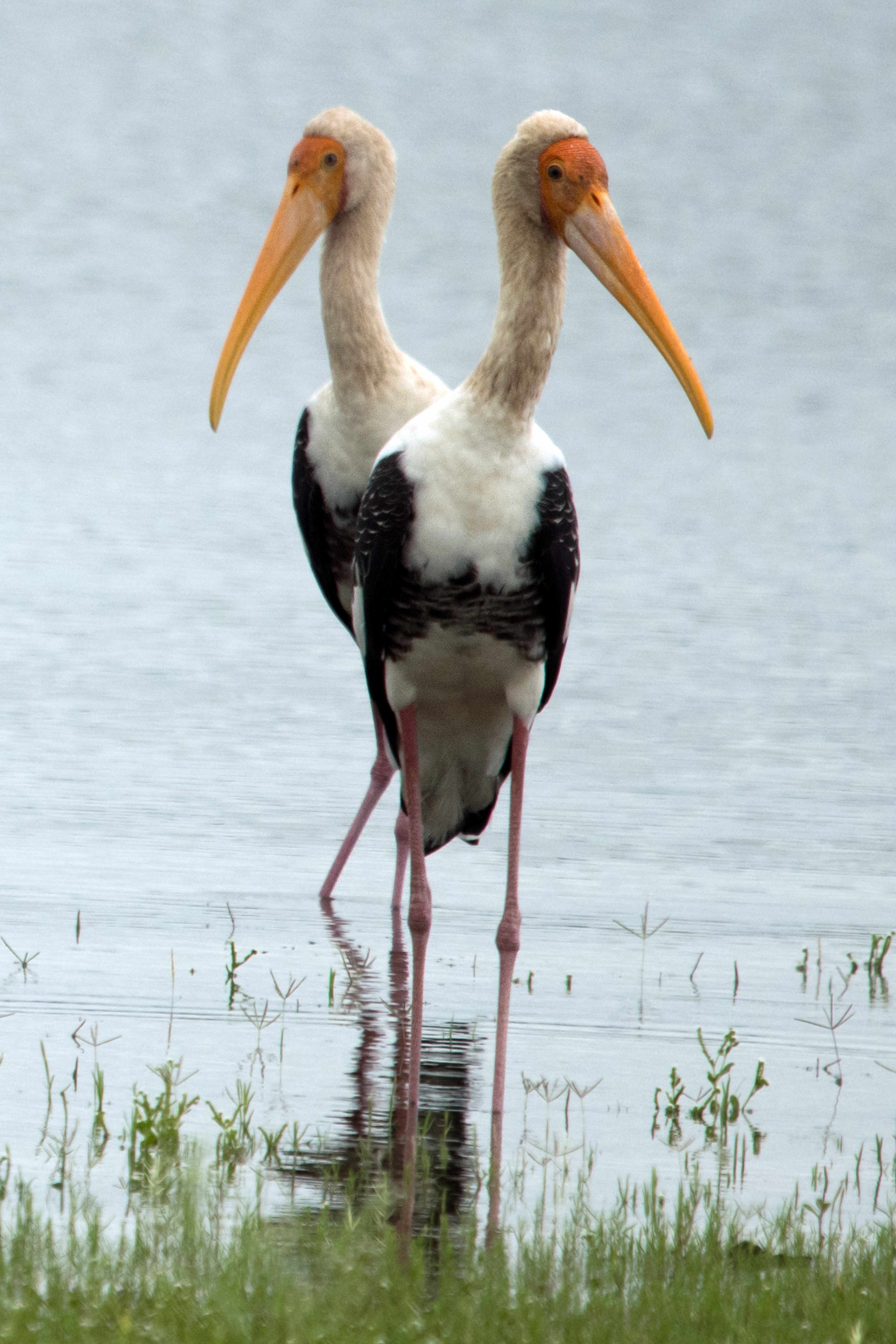 PAINTED STORK | Nagpur, Maharashtra. 