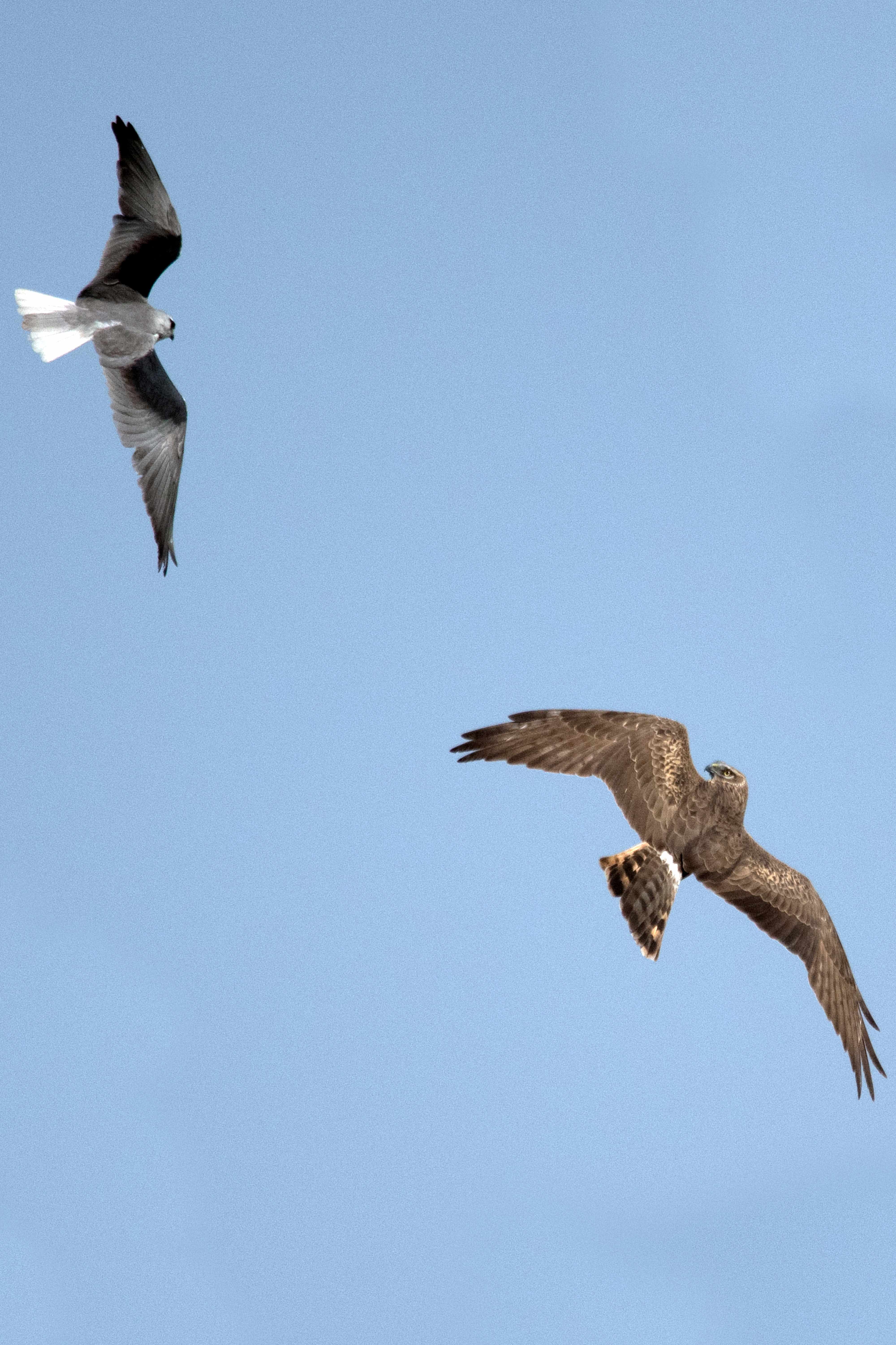 "I`m a little territorial and defensive. I don`t like having my space invaded." Black Winged Kite and Pallid harrier.