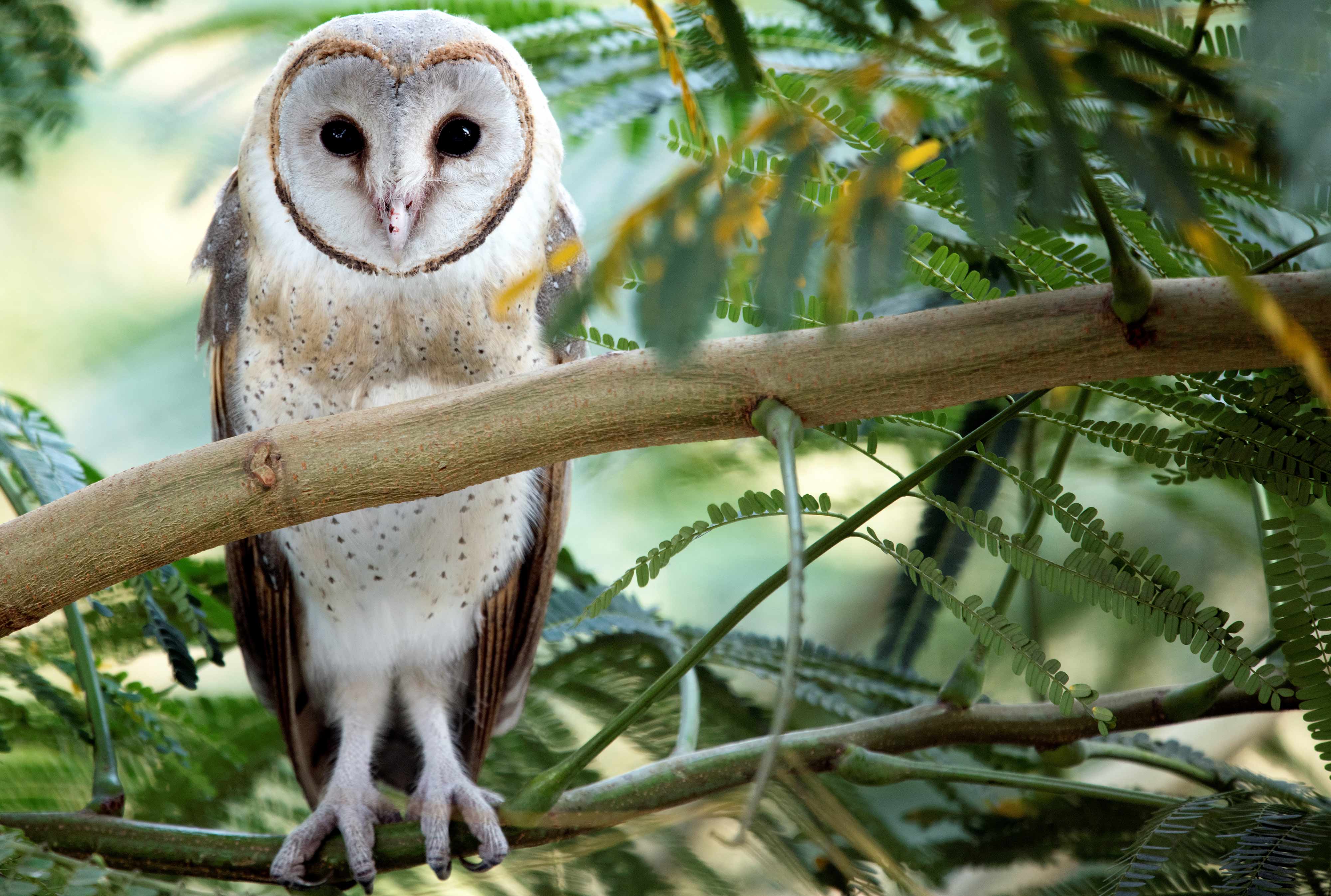 Barn owl | Nagpur.