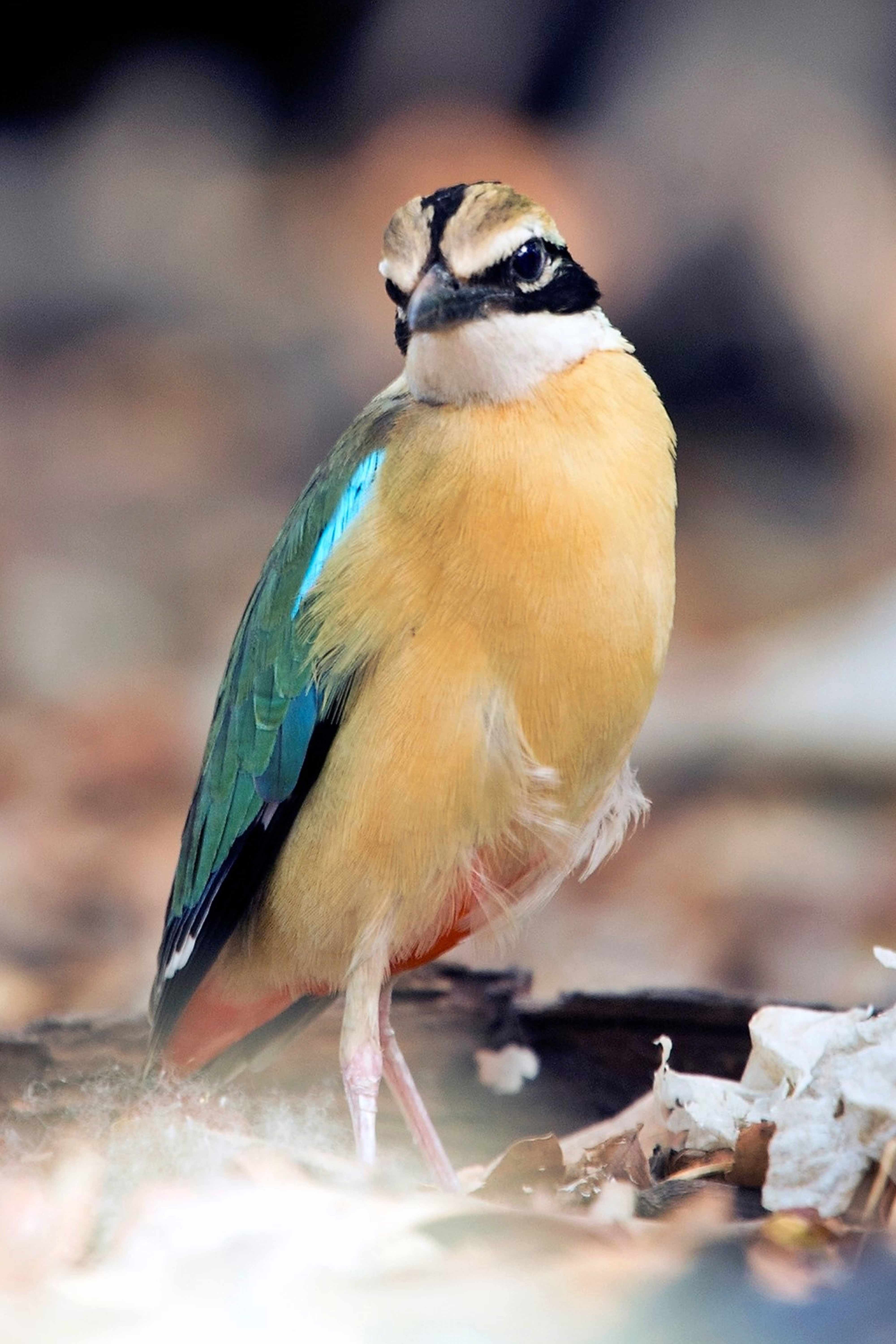 Indian Pitta | Ambazari back waters | Nagpur.