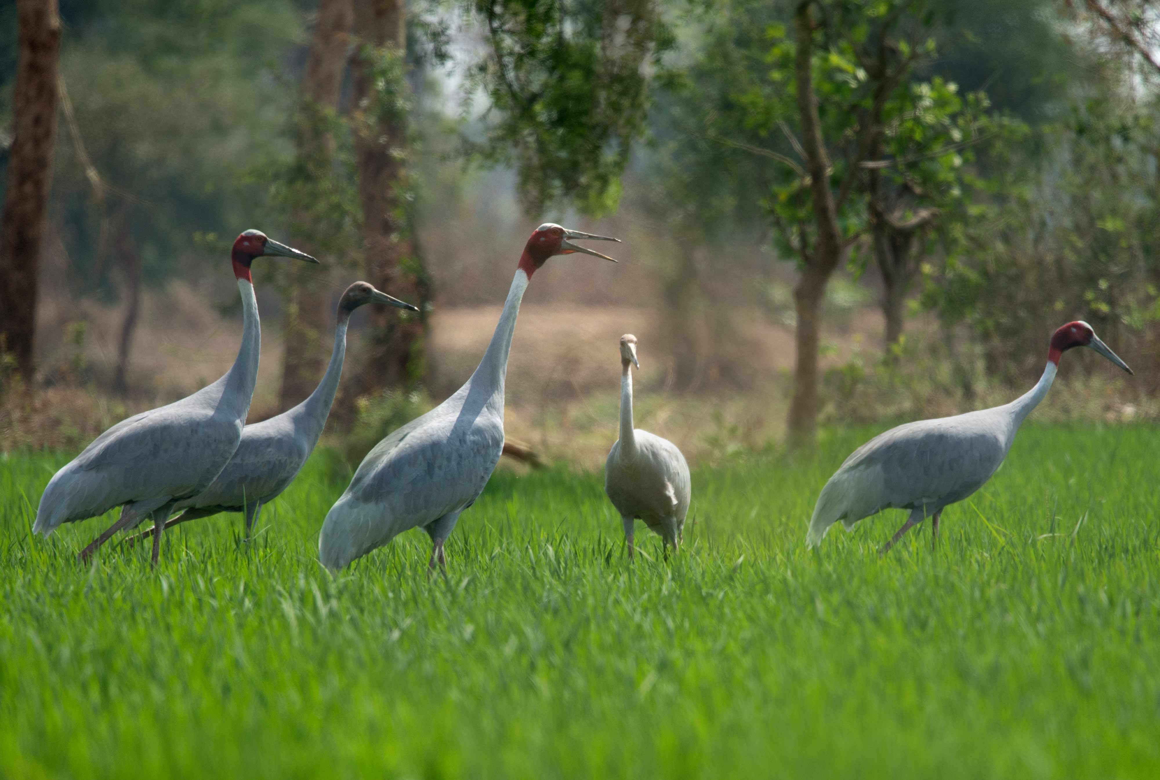 Sarus crane family | Gondia (गोंदिया जिला) outskirts in Maharashtra....