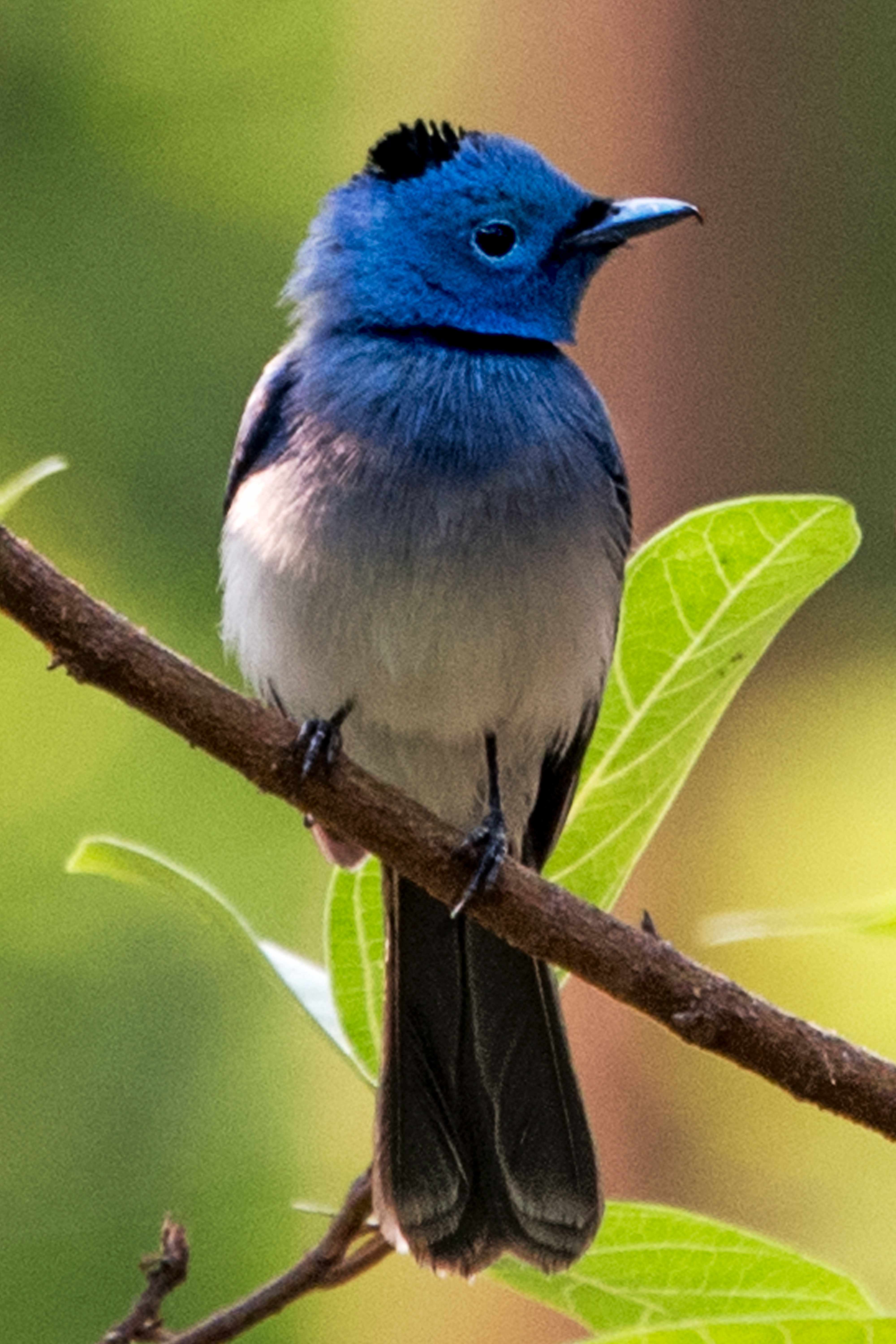 Black-naped monarch | Nagpur.