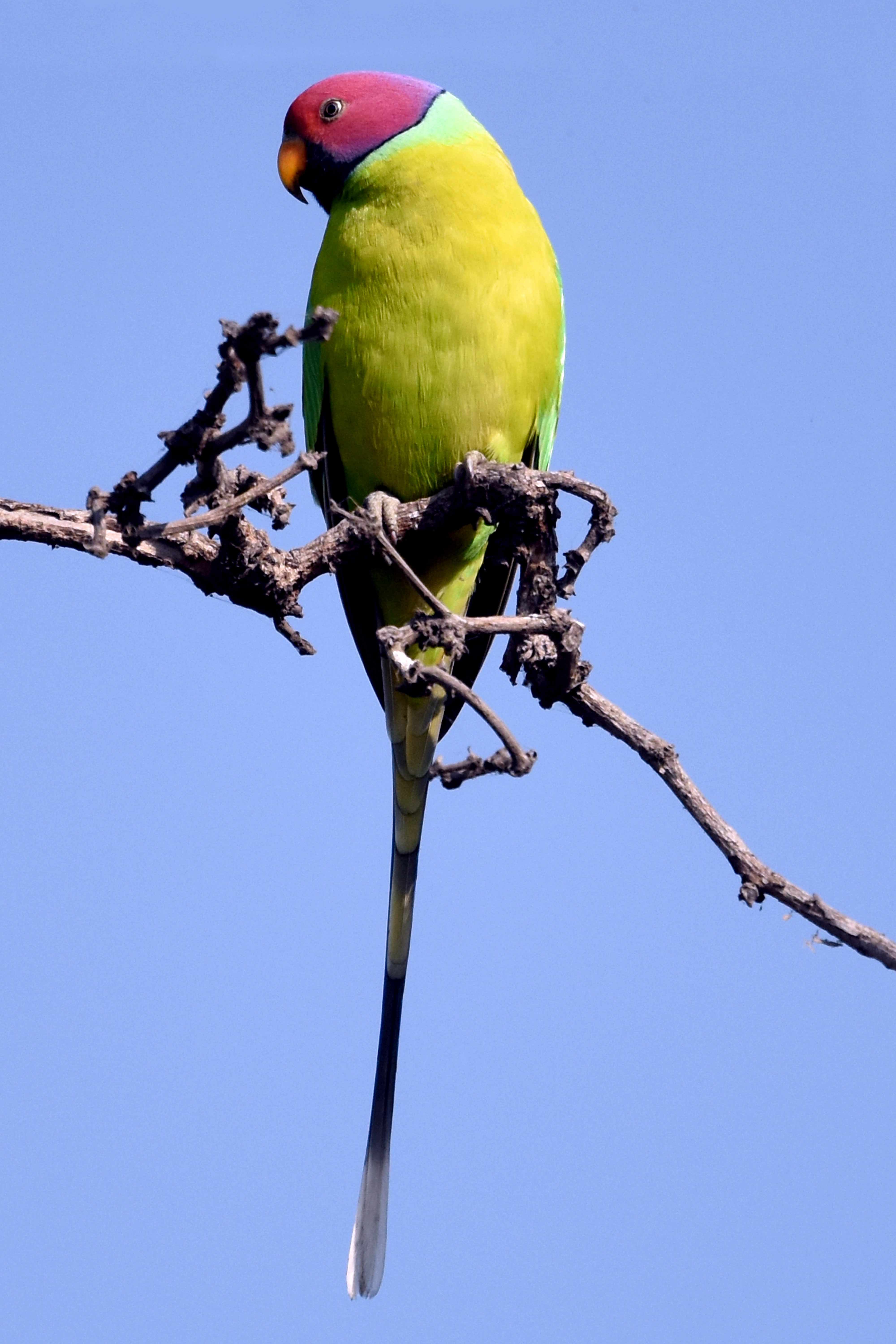 Plum-headed Parakeet | Nagpur, Maharashtra.