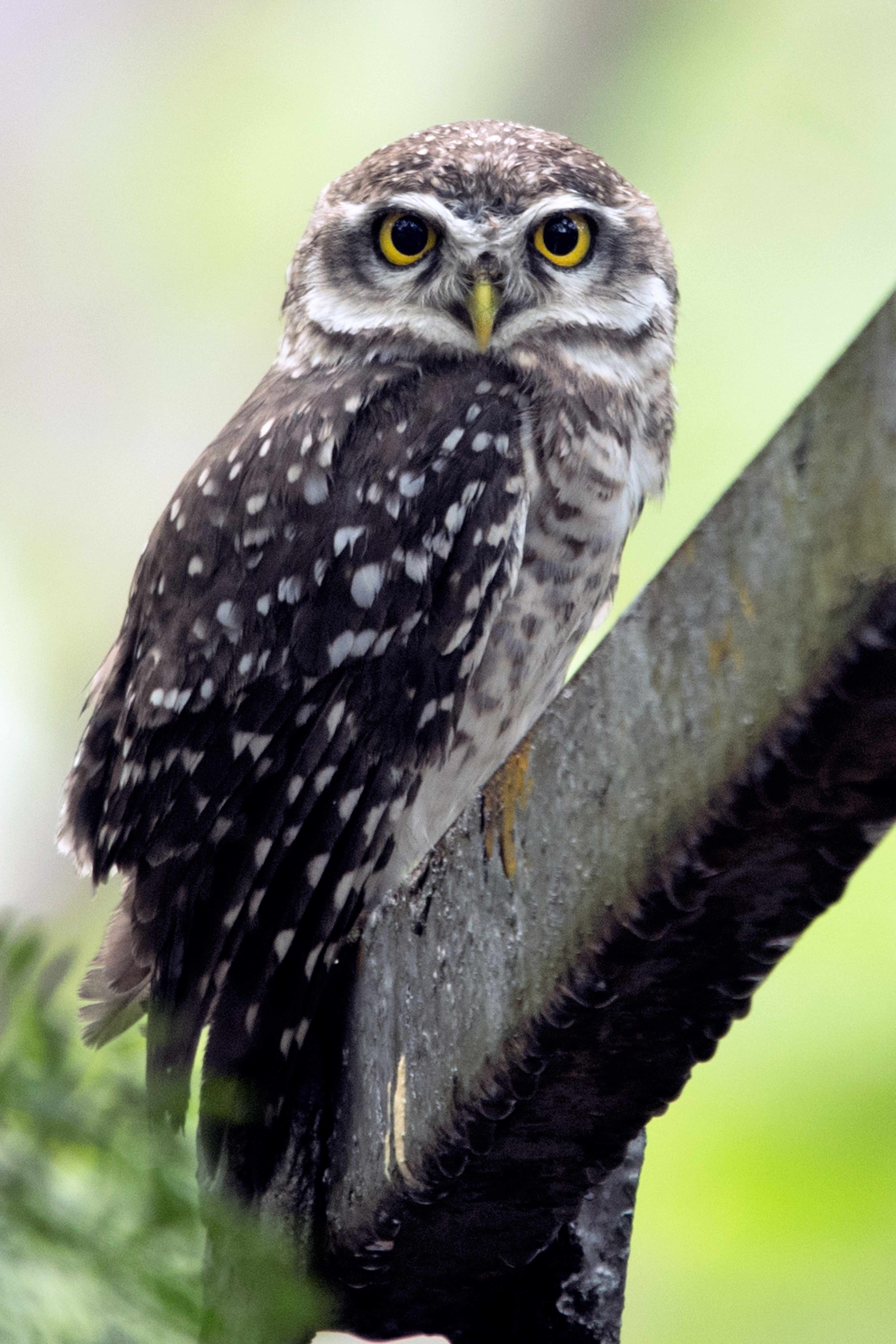 Spotted owlet | Nagpur Outskirts.
