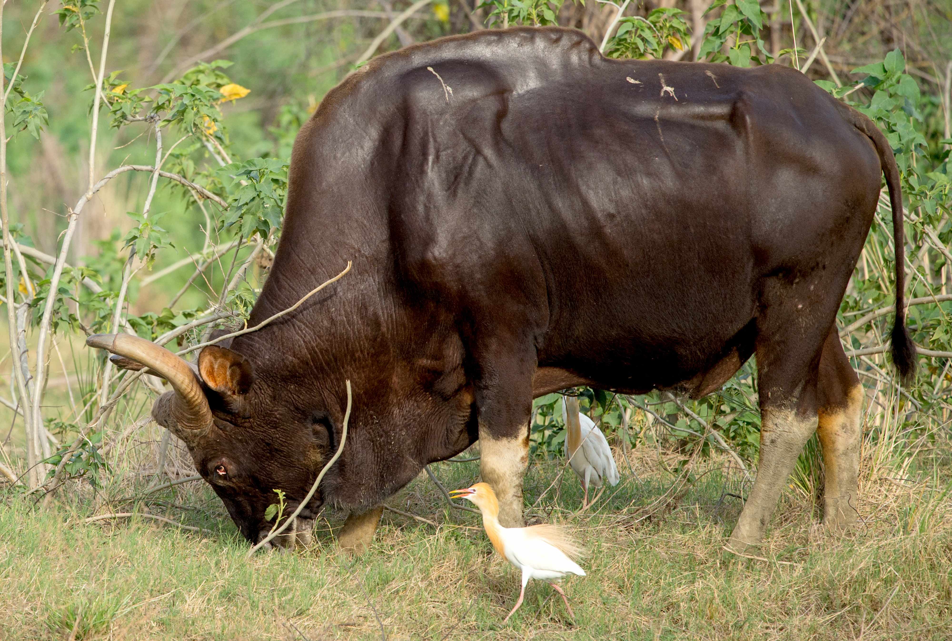 An alpha - Indian Gaur | TATR....