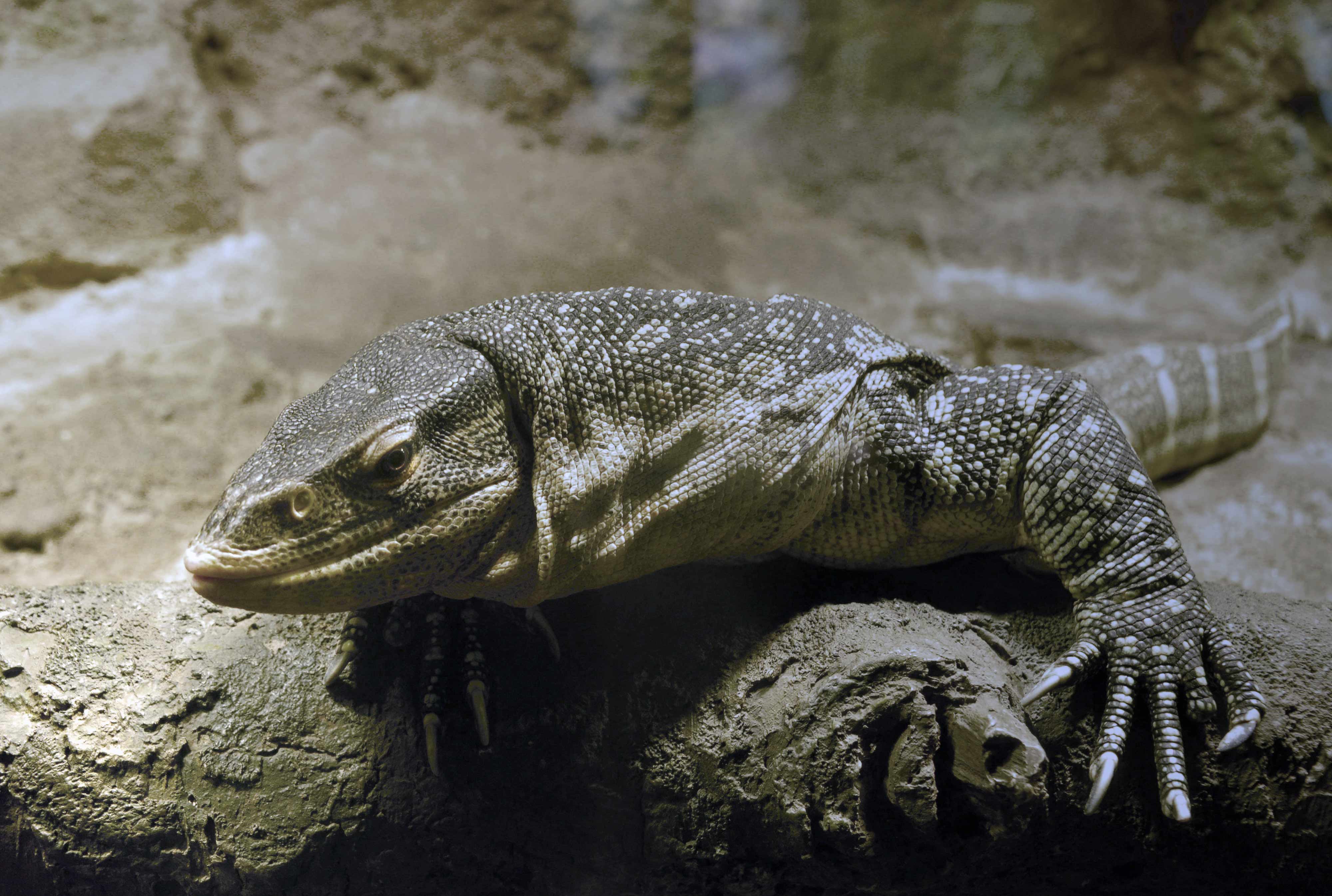 DRAGON LIZARD | Outskirts.