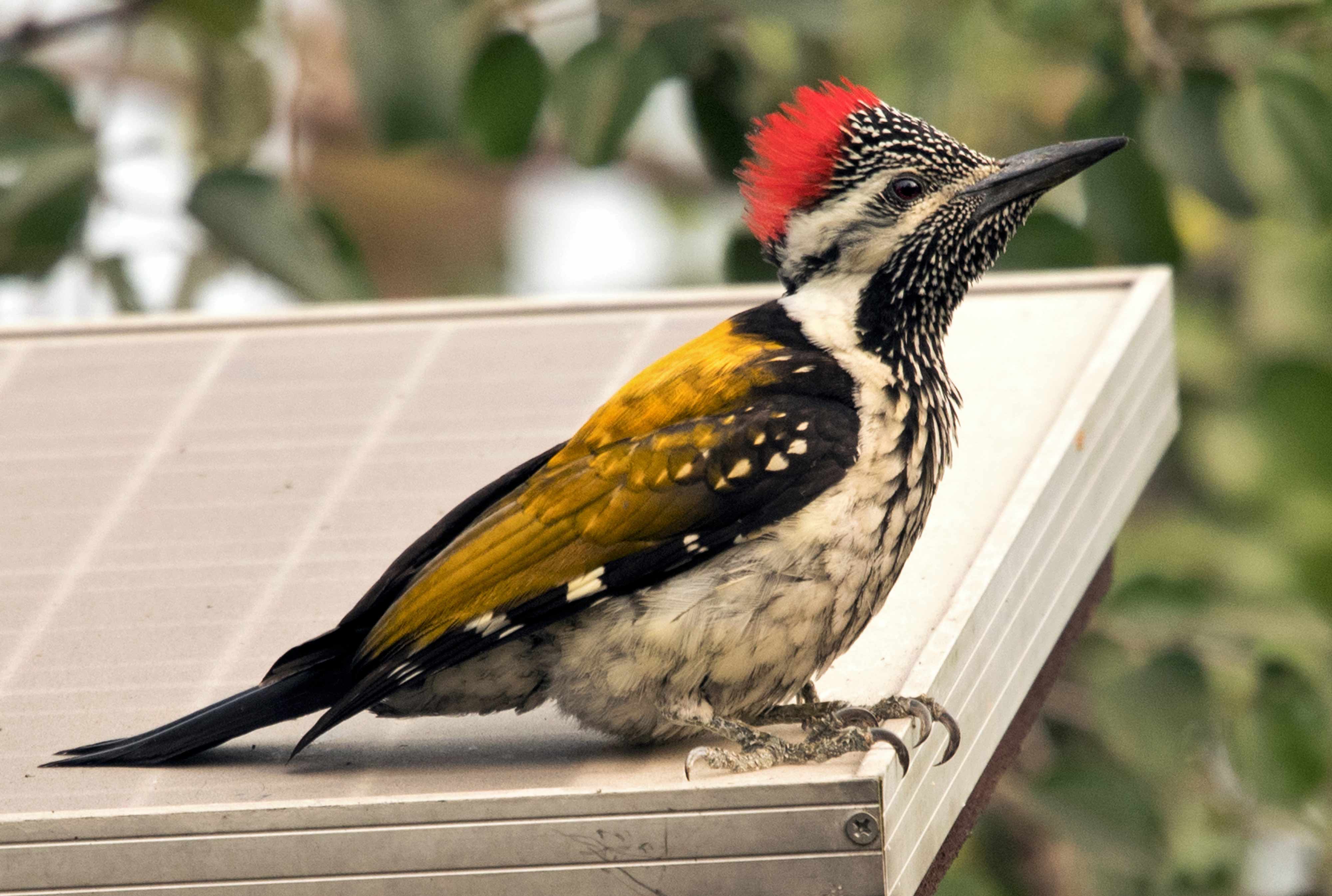 Black-rumped flameback | Nagpur.
