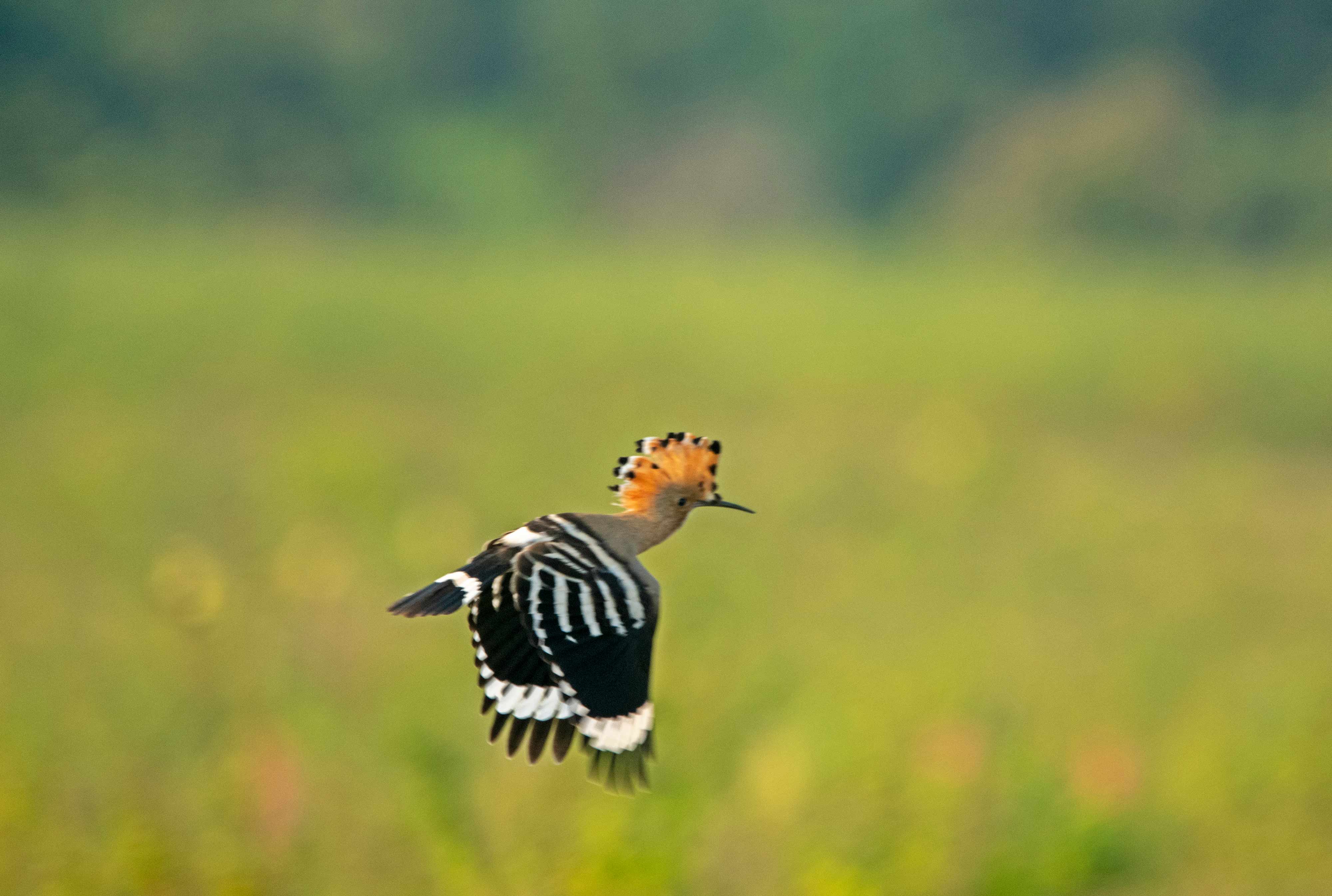 Common hoopoe | Nagpur, Maharashtra | October 2020.