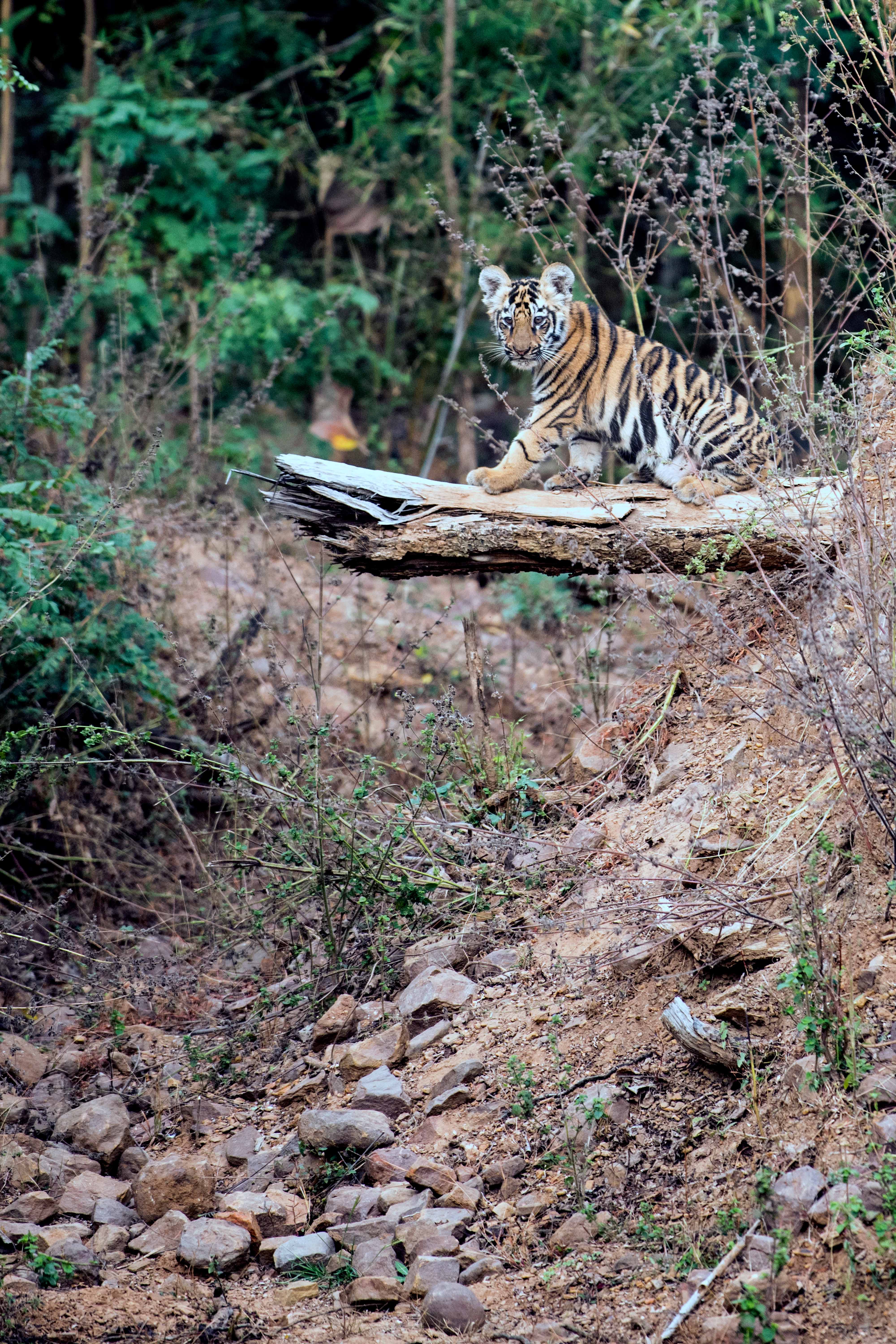 Cub of Junabai | Madnapur | Kolara buffer Tadoba.