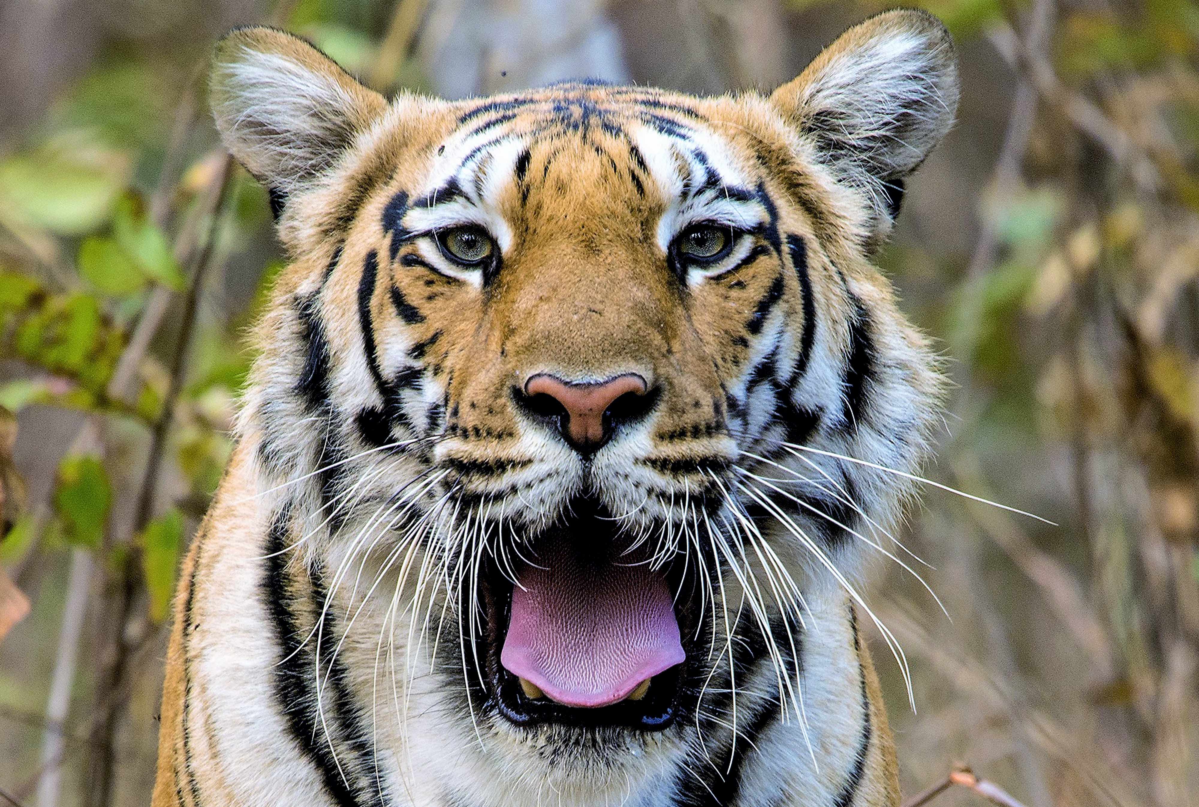 Spotted Baras Tigress | Khursapar Pench.