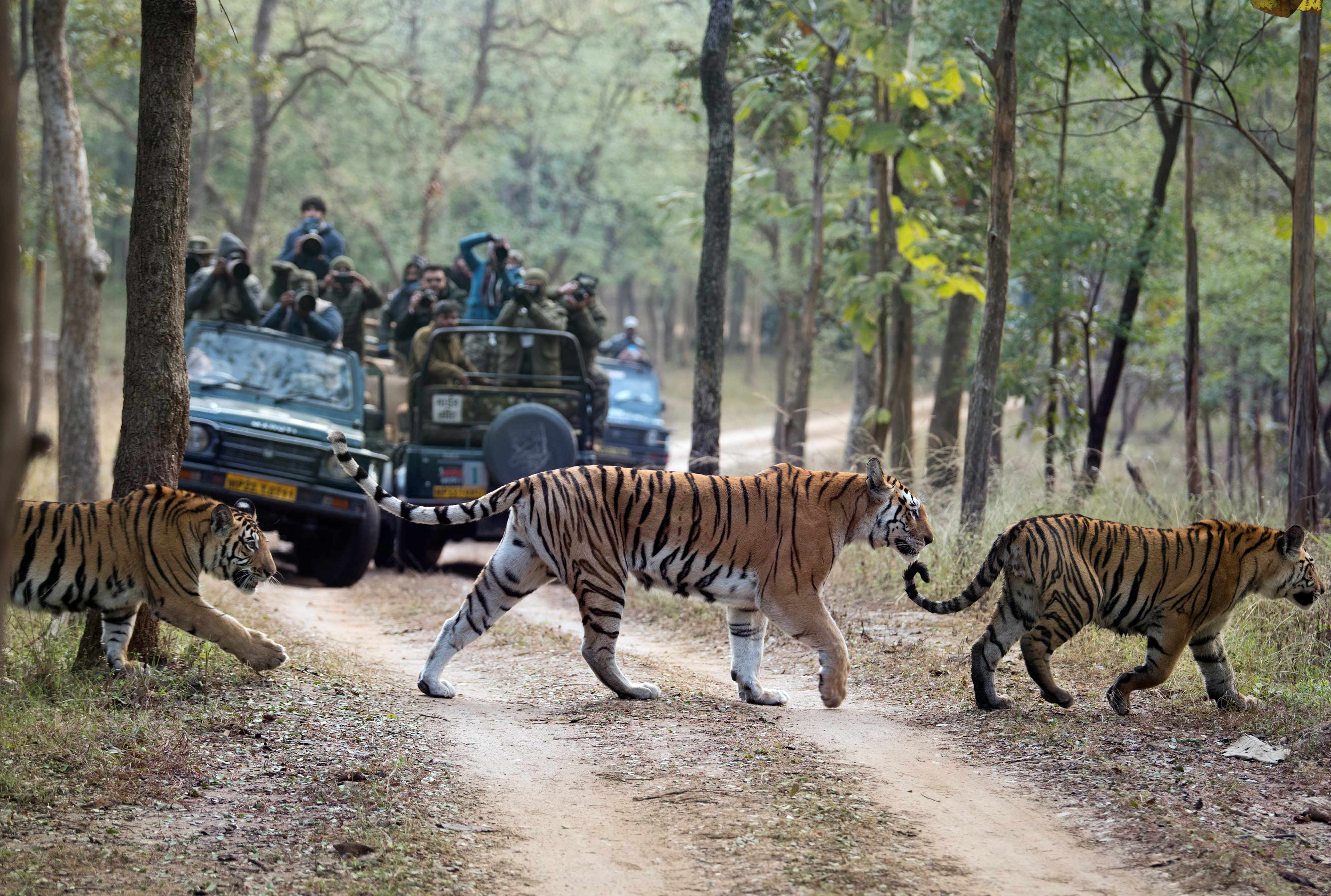 Collarwali ( Mataram ) with Cubs | Pench Tiger Reserve | January 2020.