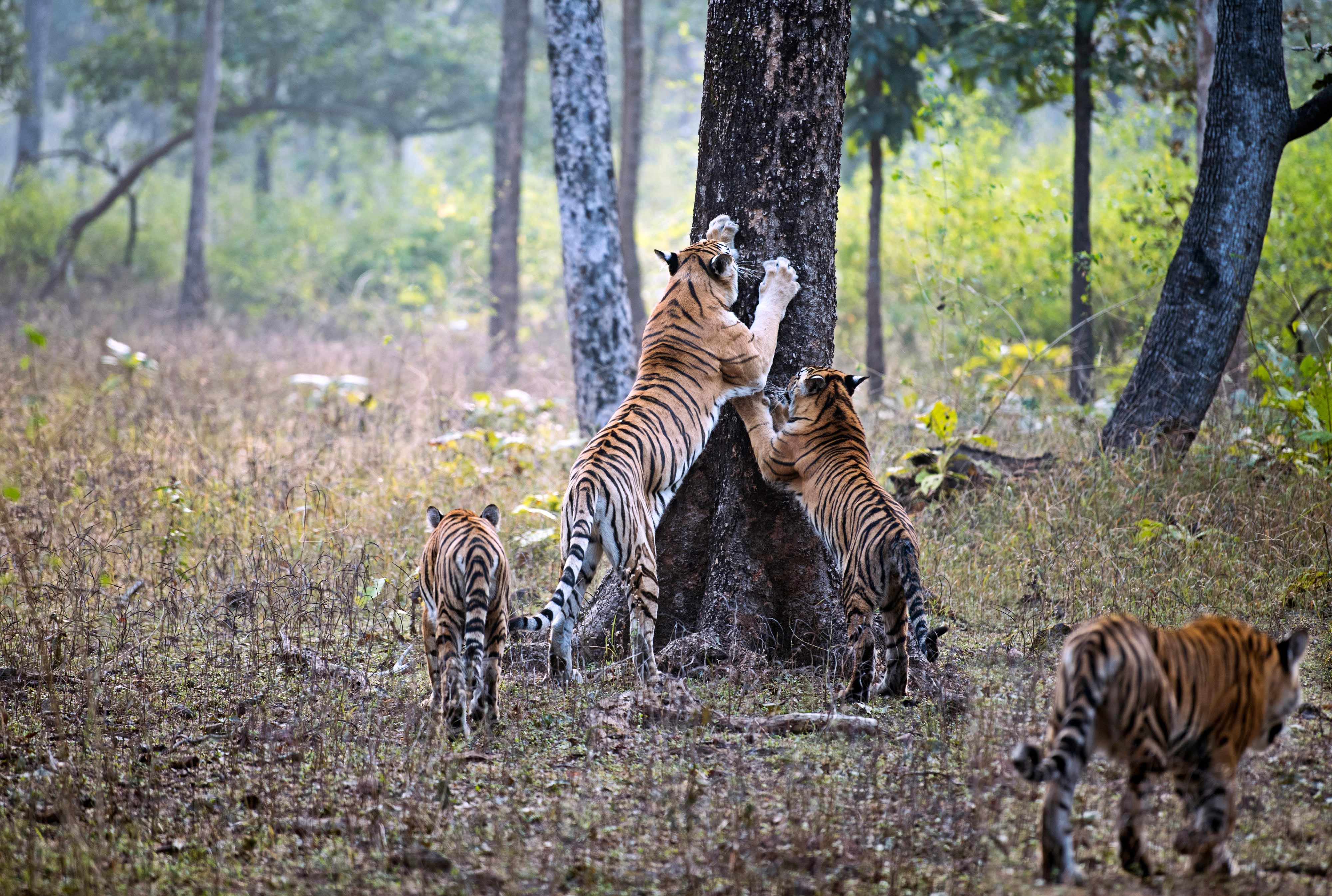 Collarwali ( Mataram ) with Cubs | Pench Tiger Reserve | 07 January 2020.