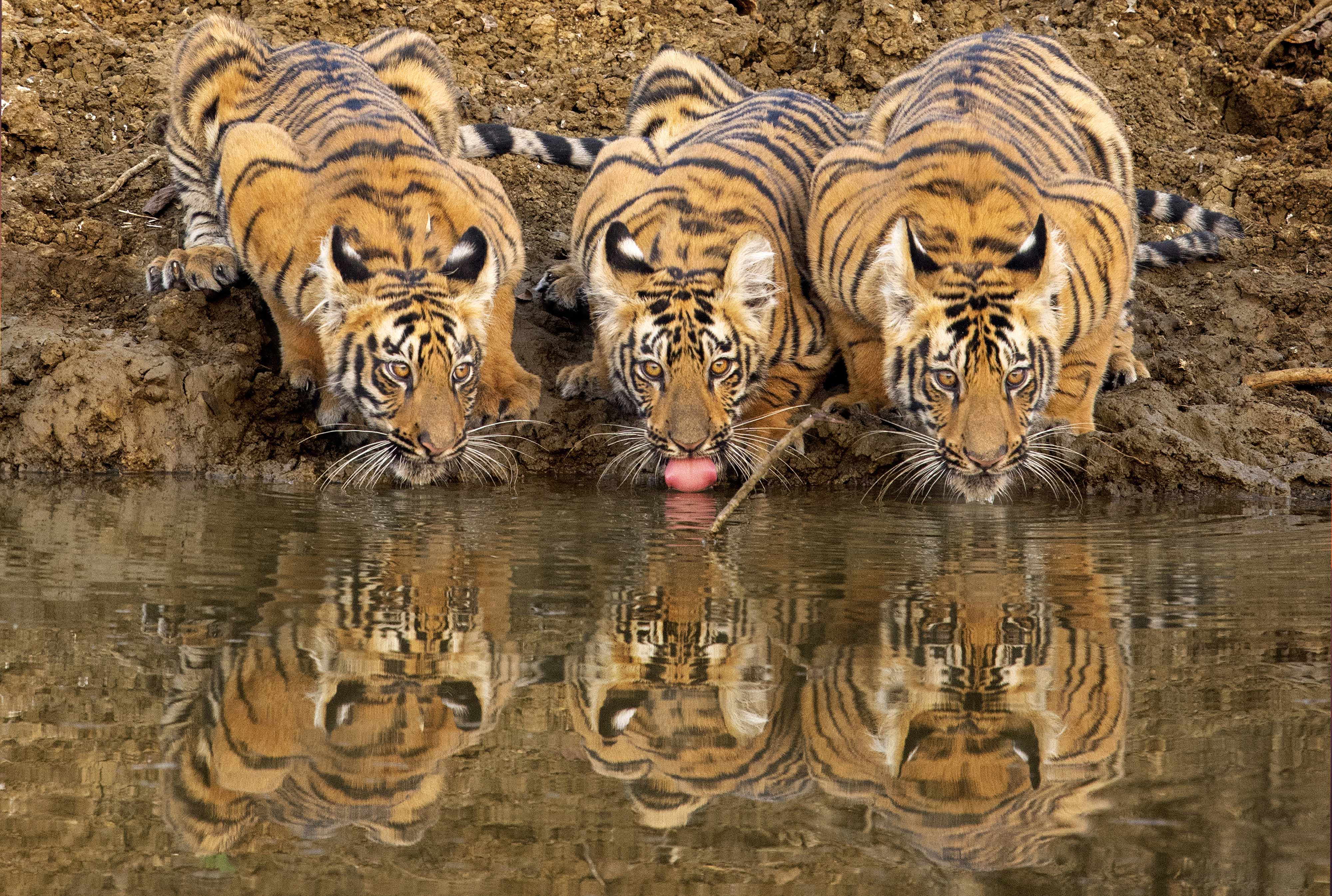 Madnapur Junabai Cubs | Tadoba.	