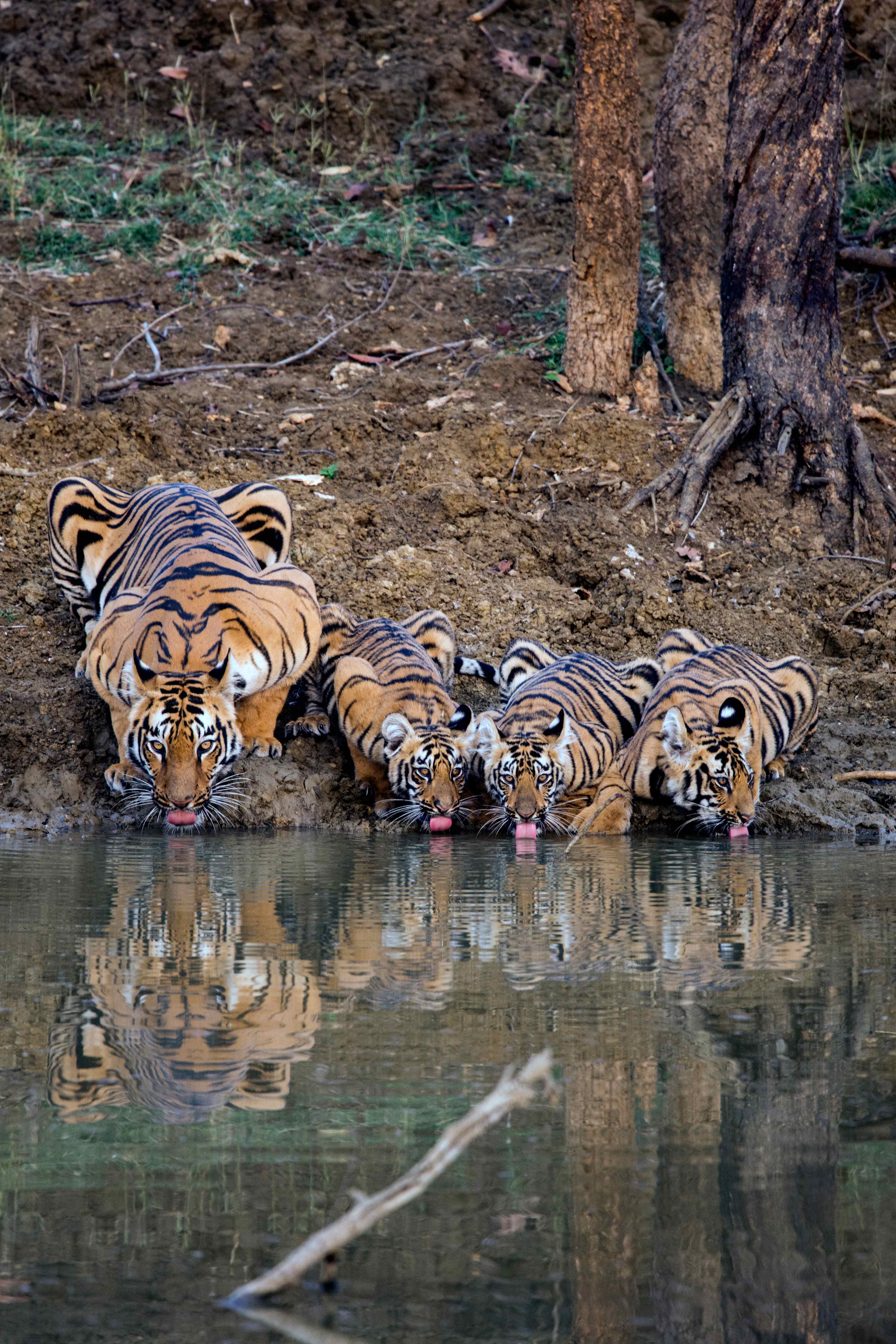 Madnapur Junabai with Cubs | Tadoba.