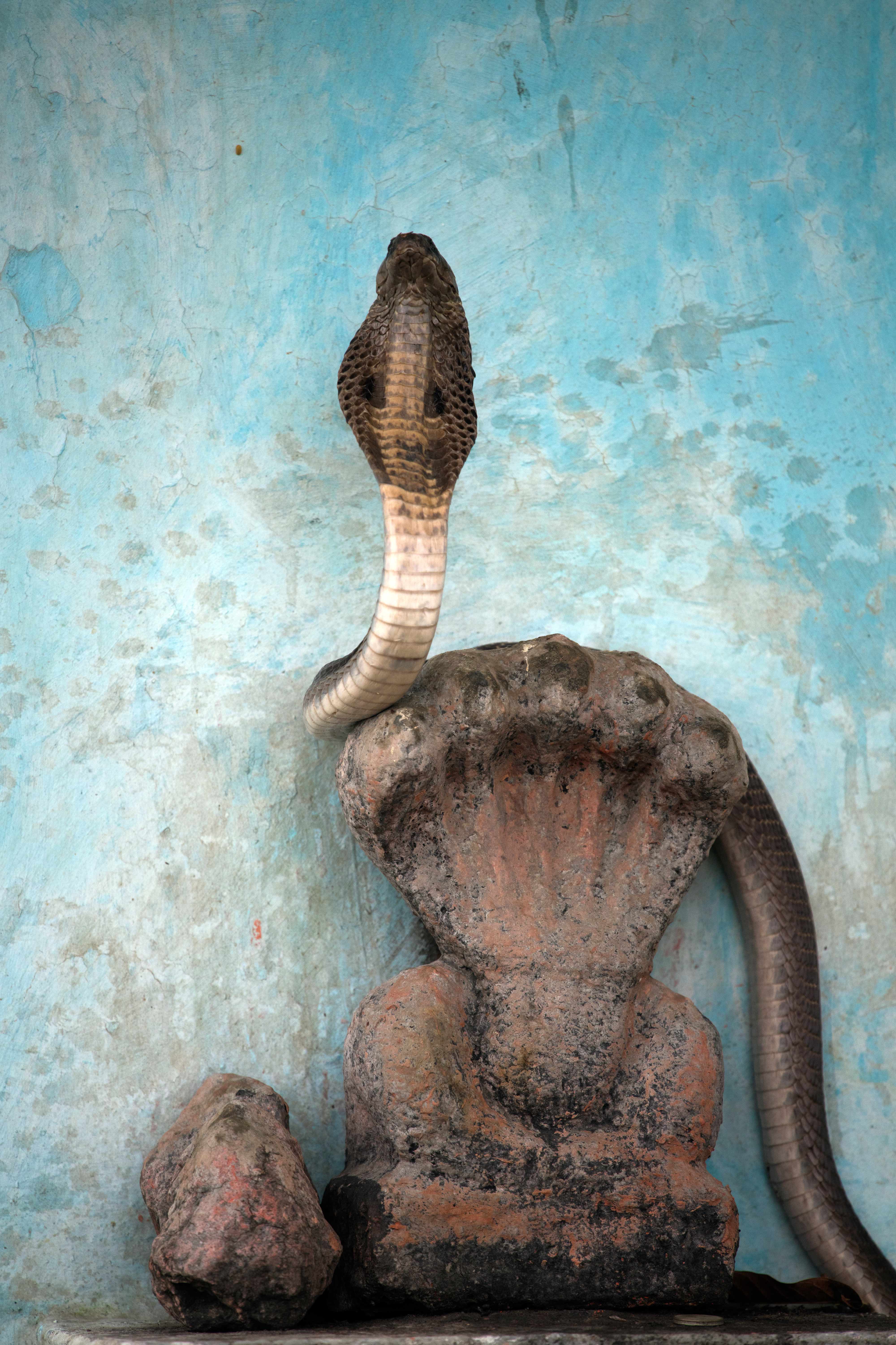 A Cobra sits atop an idol of `Sheshnag` at an old temple.
