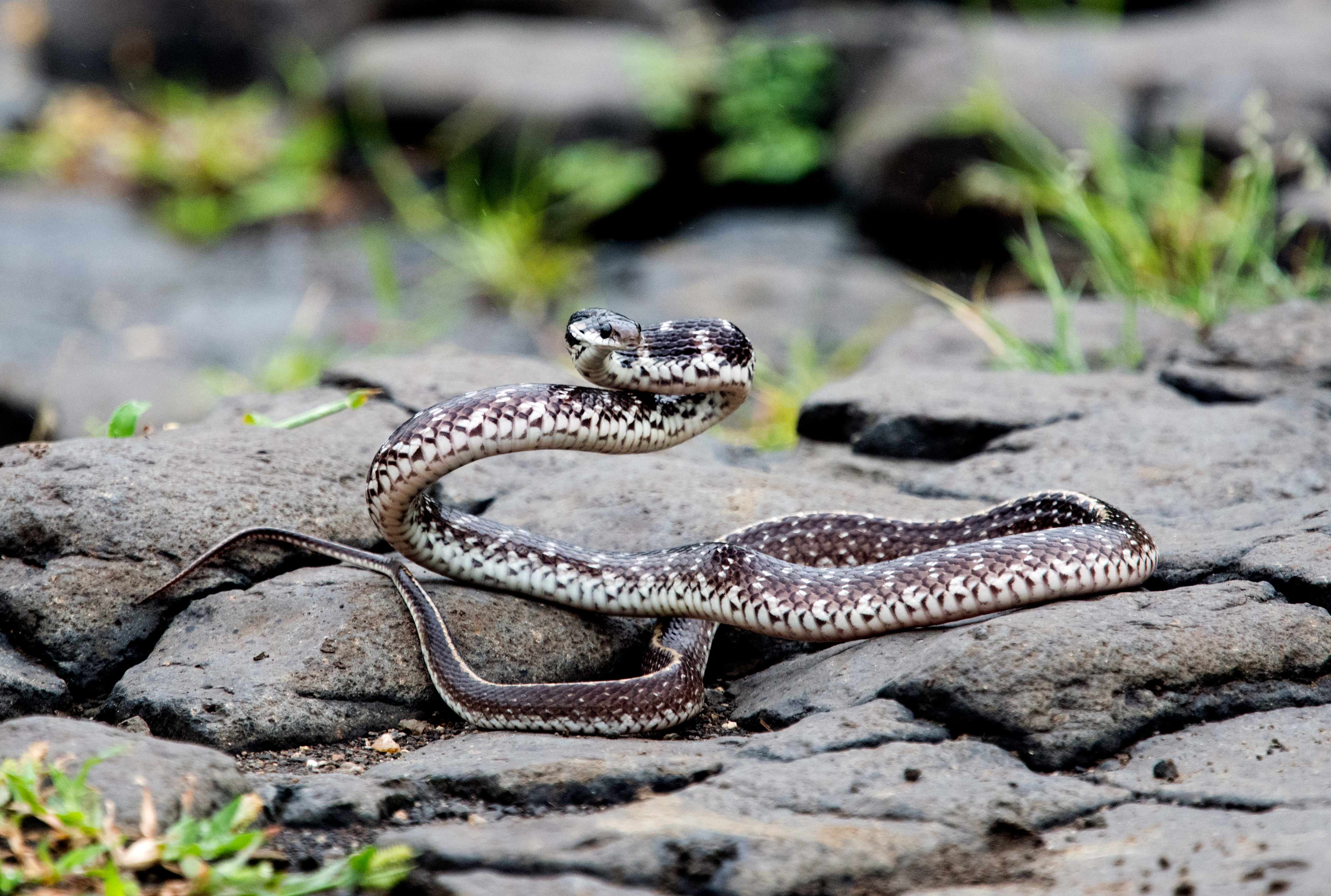 The Indian egg-eating snake or Indian egg-eater is a RARE species of egg-eating snake found in the Indian subcontinent.