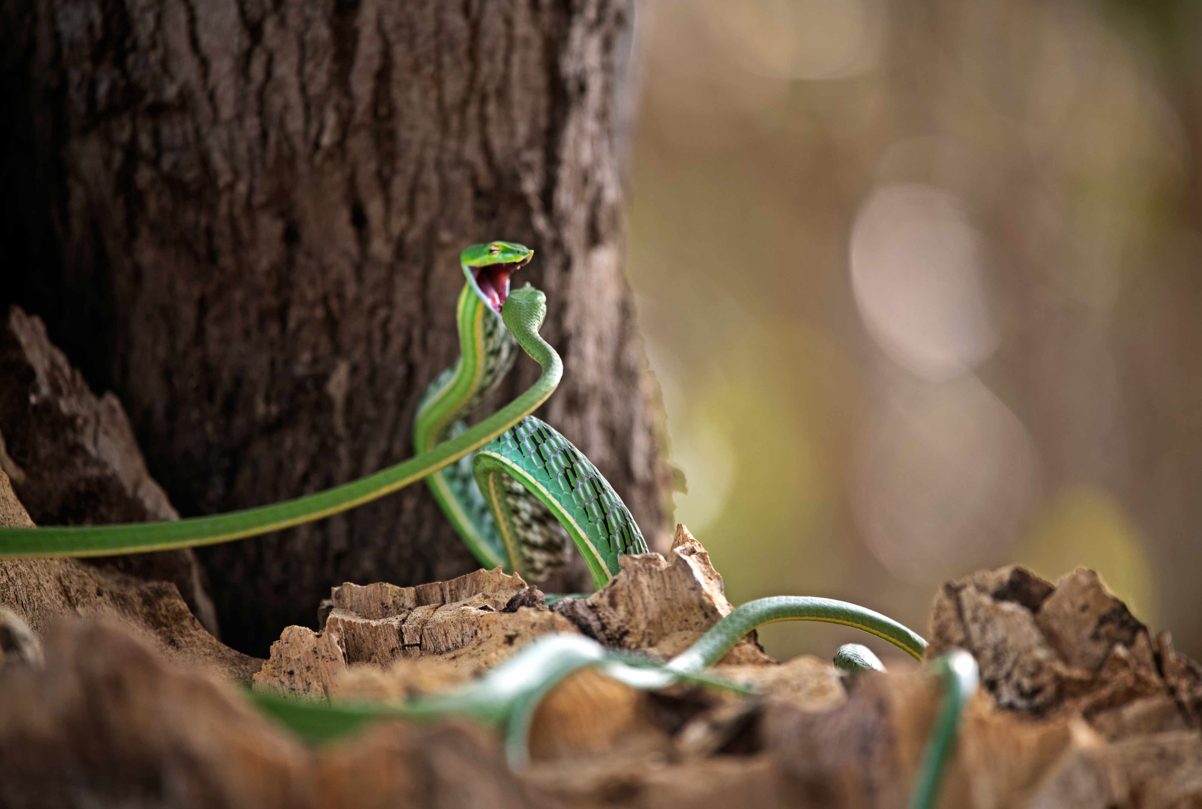 Green vine snake "KISS OF DEATH" | Nagpur Outskirts.