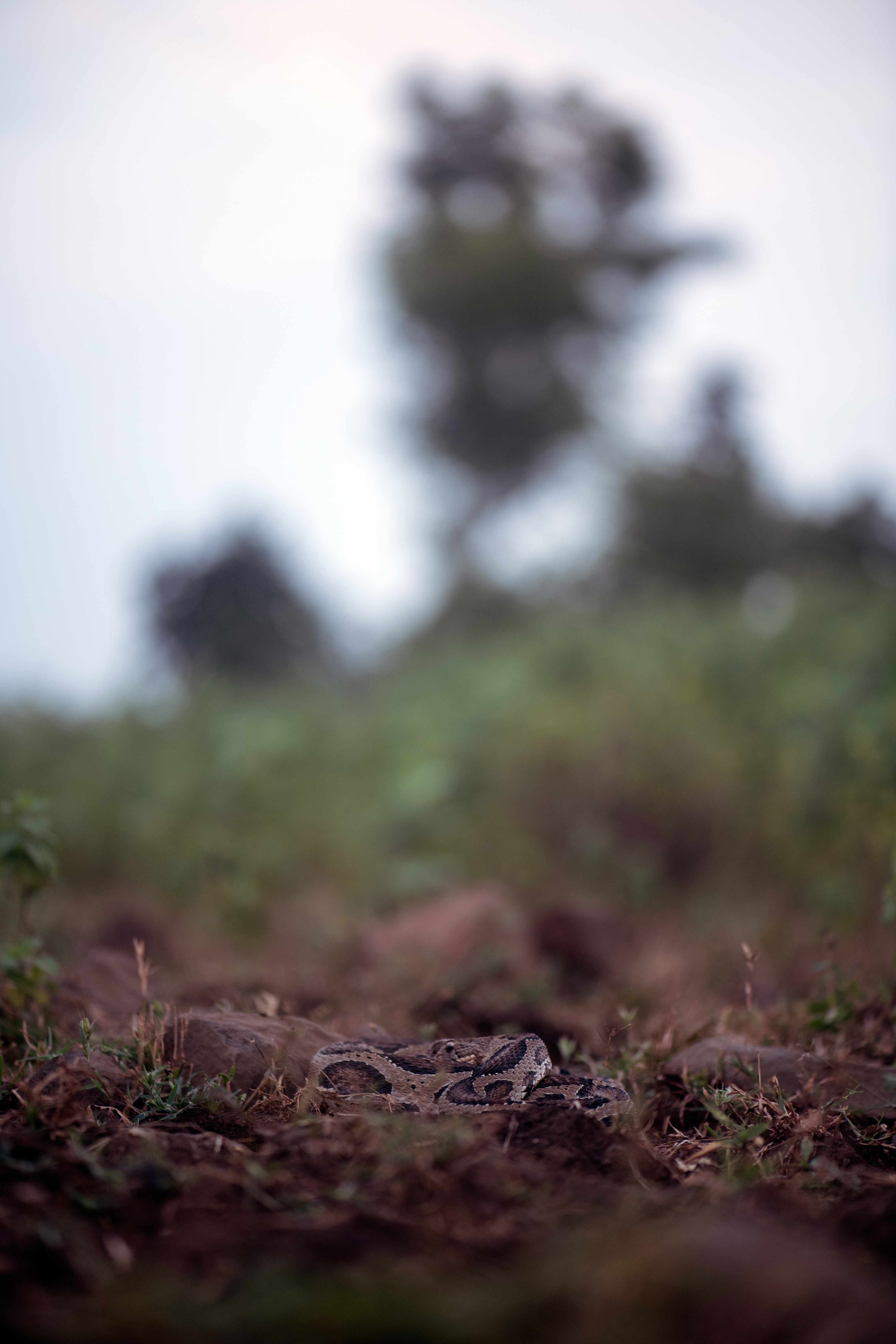 Russell`s viper | Pune Outskirts | 2020.