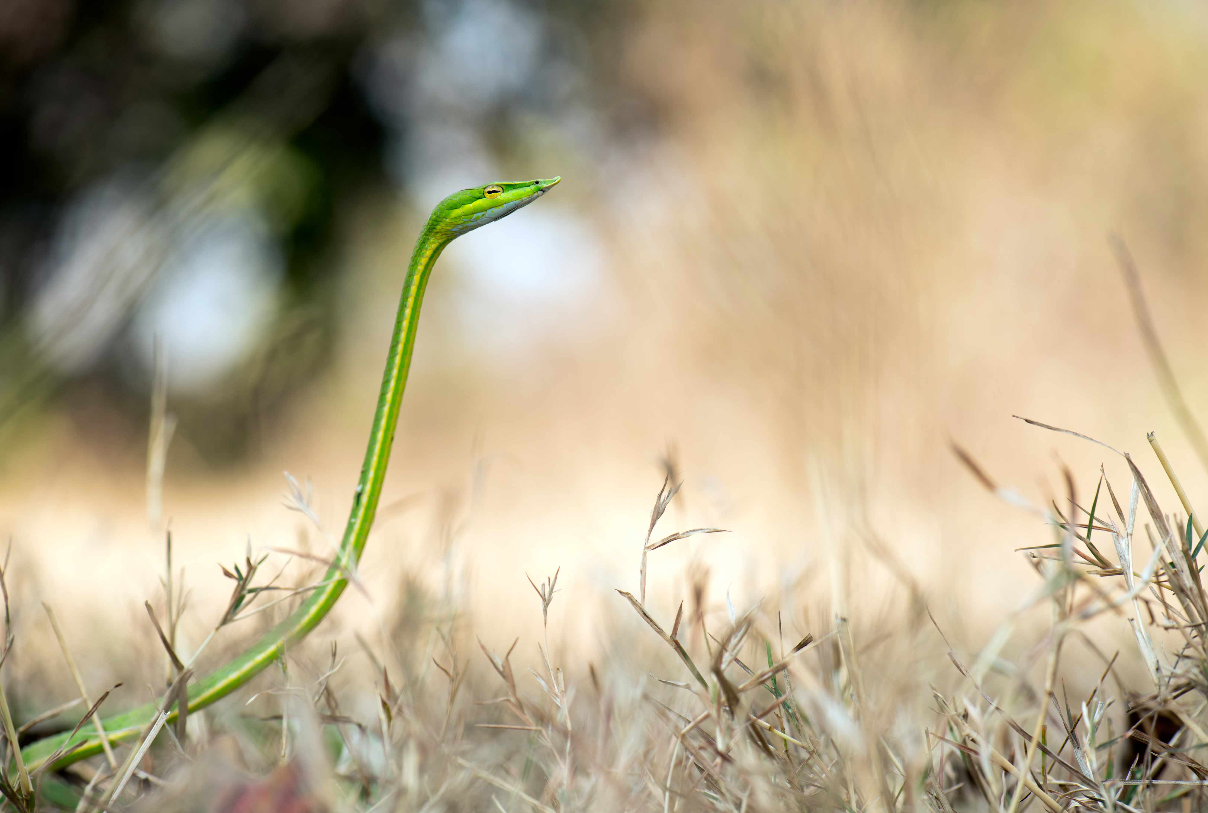 Green vine snake | Nagpur Outskirts.