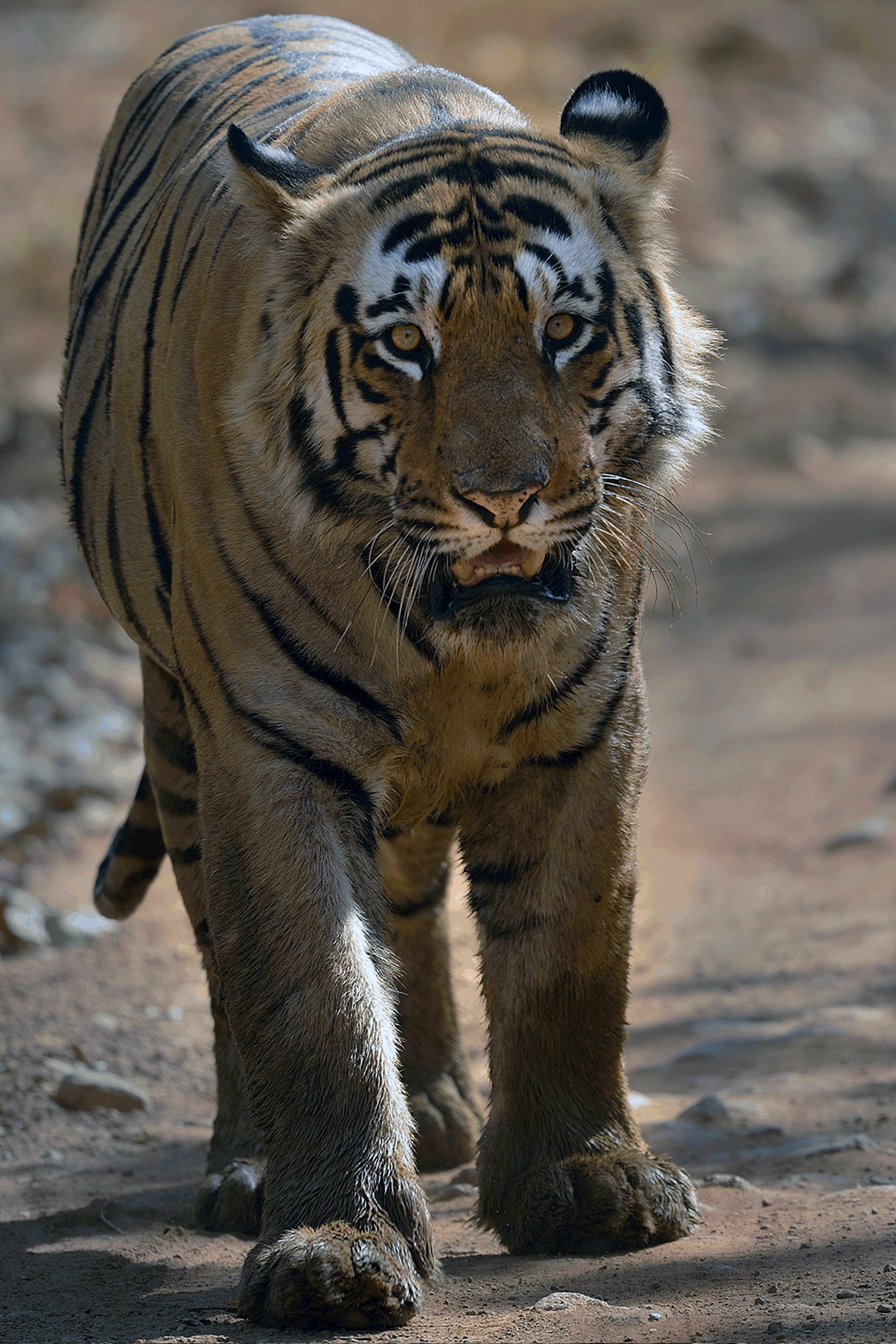 Matkasur | King of Tadoba.