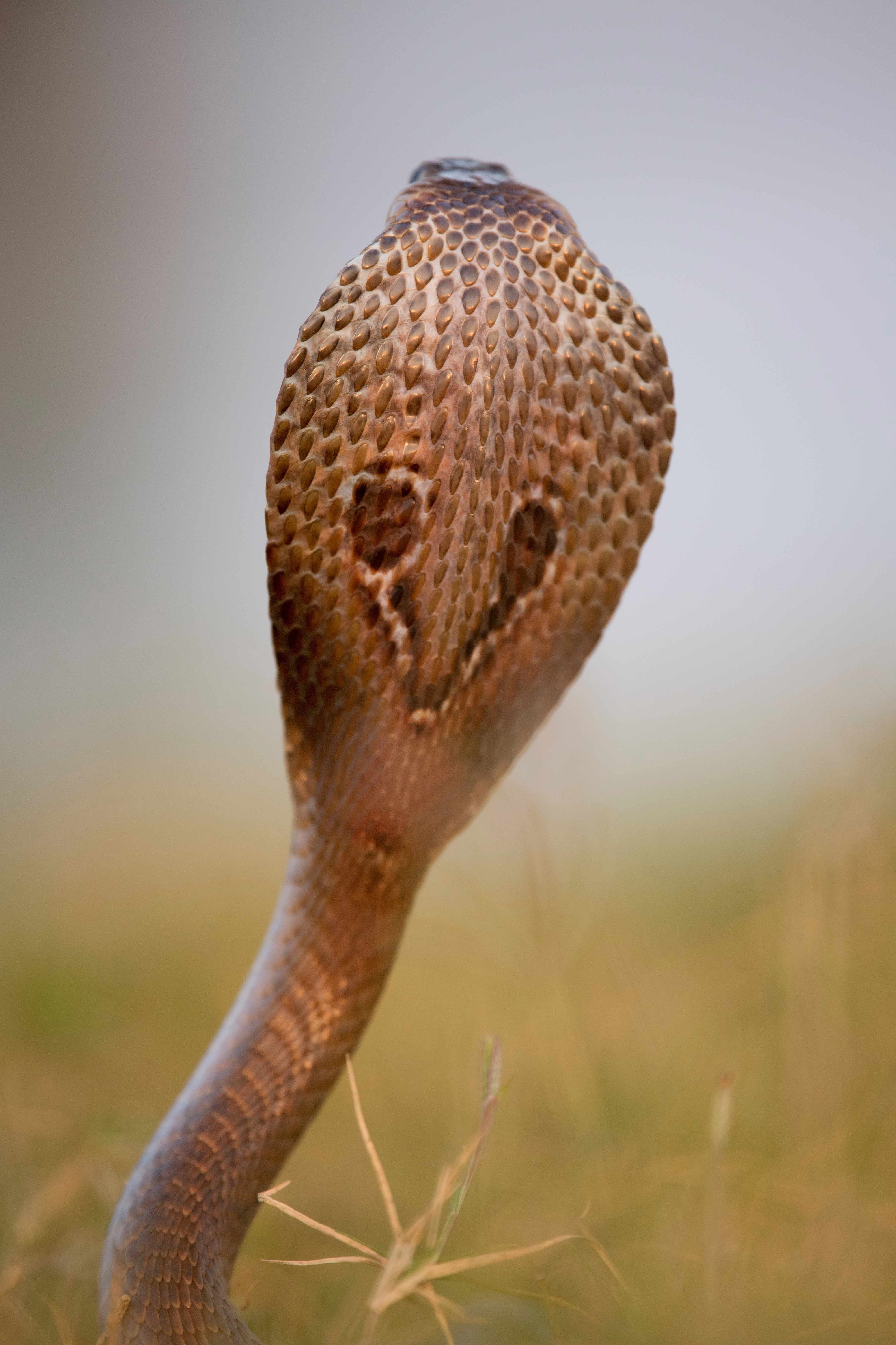 Indian cobra in SUNSET light | Nagpur.