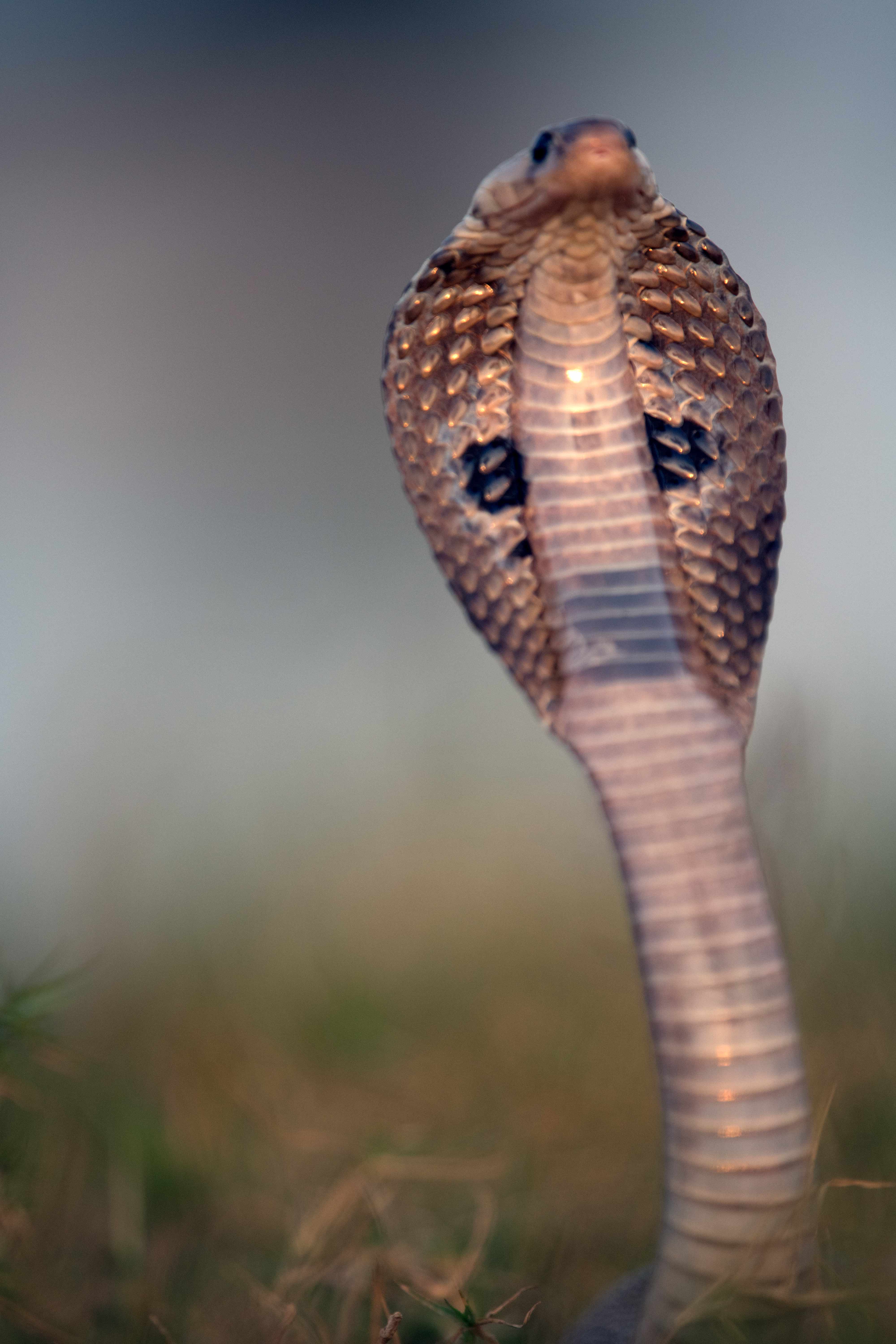 Indian cobra in SUNSET light | Nagpur.
