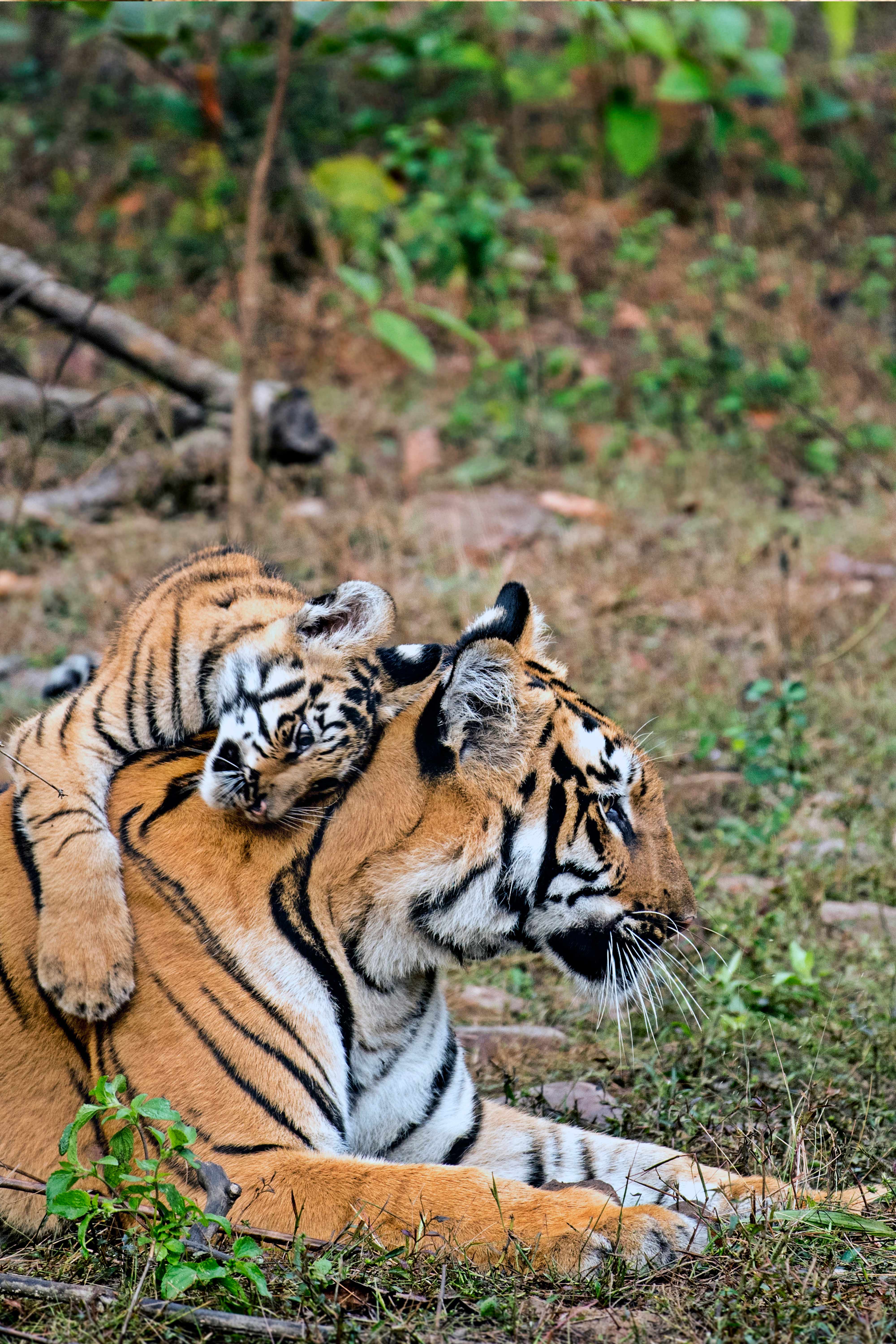 I HUGED U, LOVE U MOM | TATR | Dec. 2019.