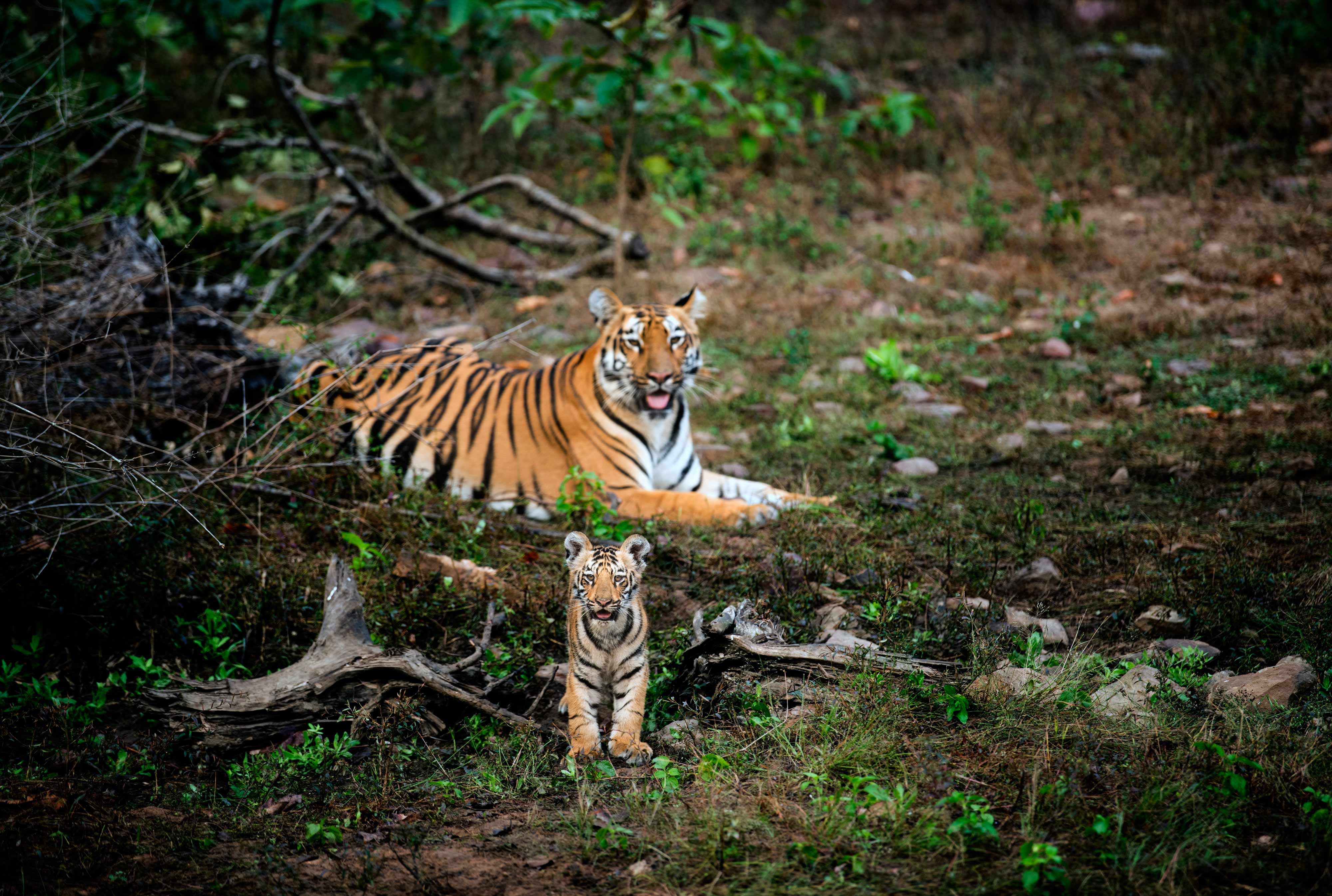 The Great Soul of Madnapur.