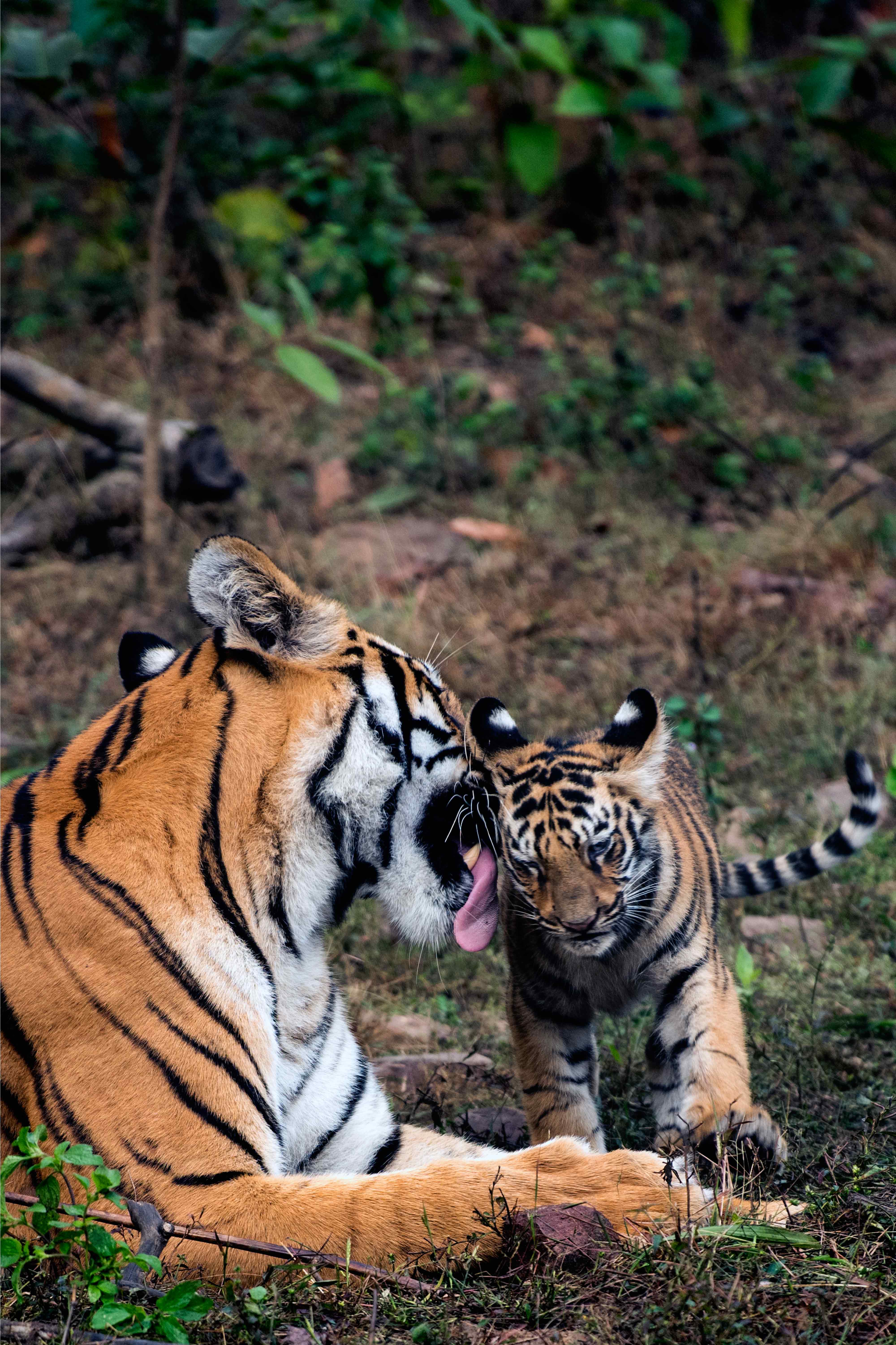 T45 Tigress with Cub | Tadoba.