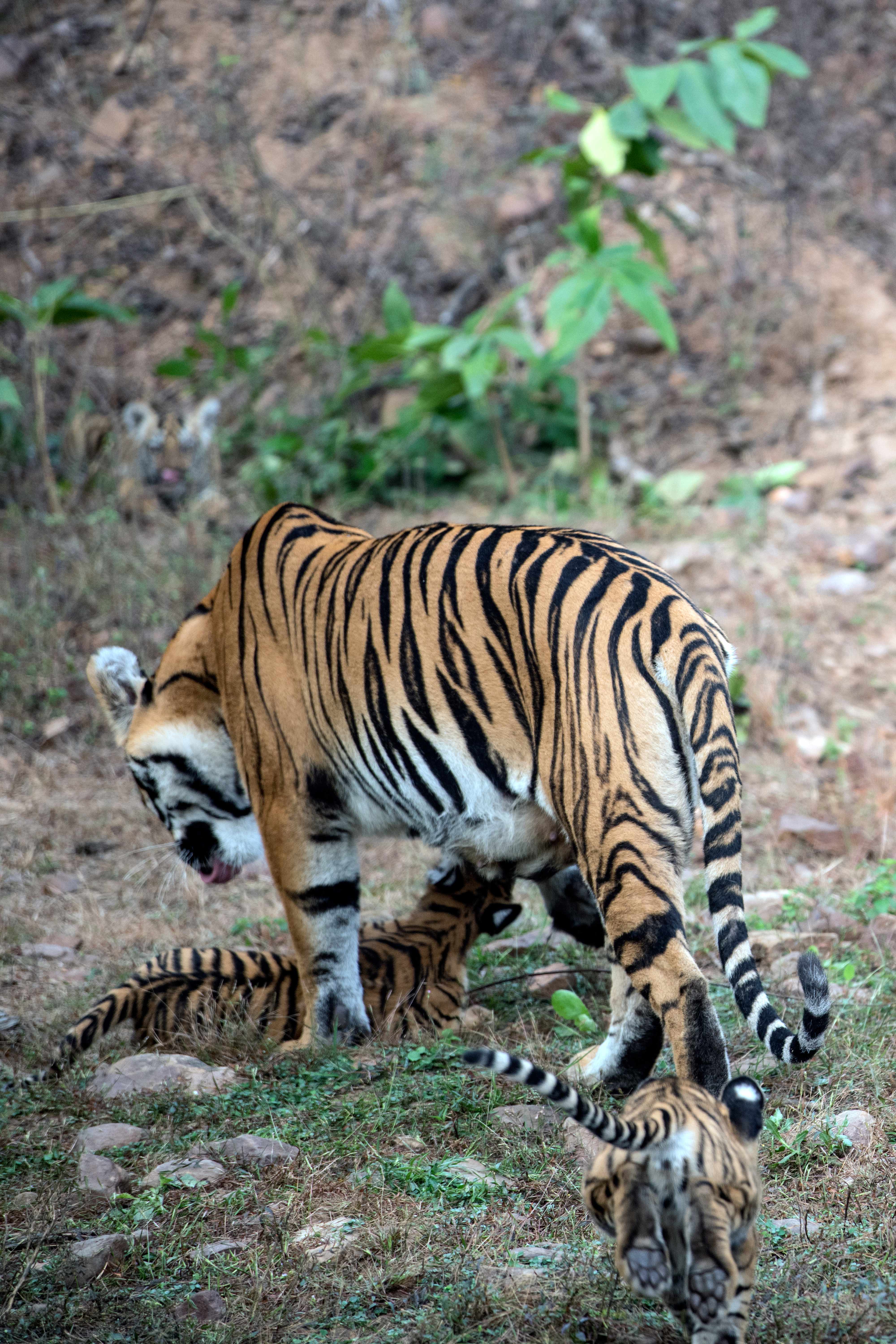 Rare & golden opportunity of T45 Tigress FEEDING one of her four Cubs Madnapur.