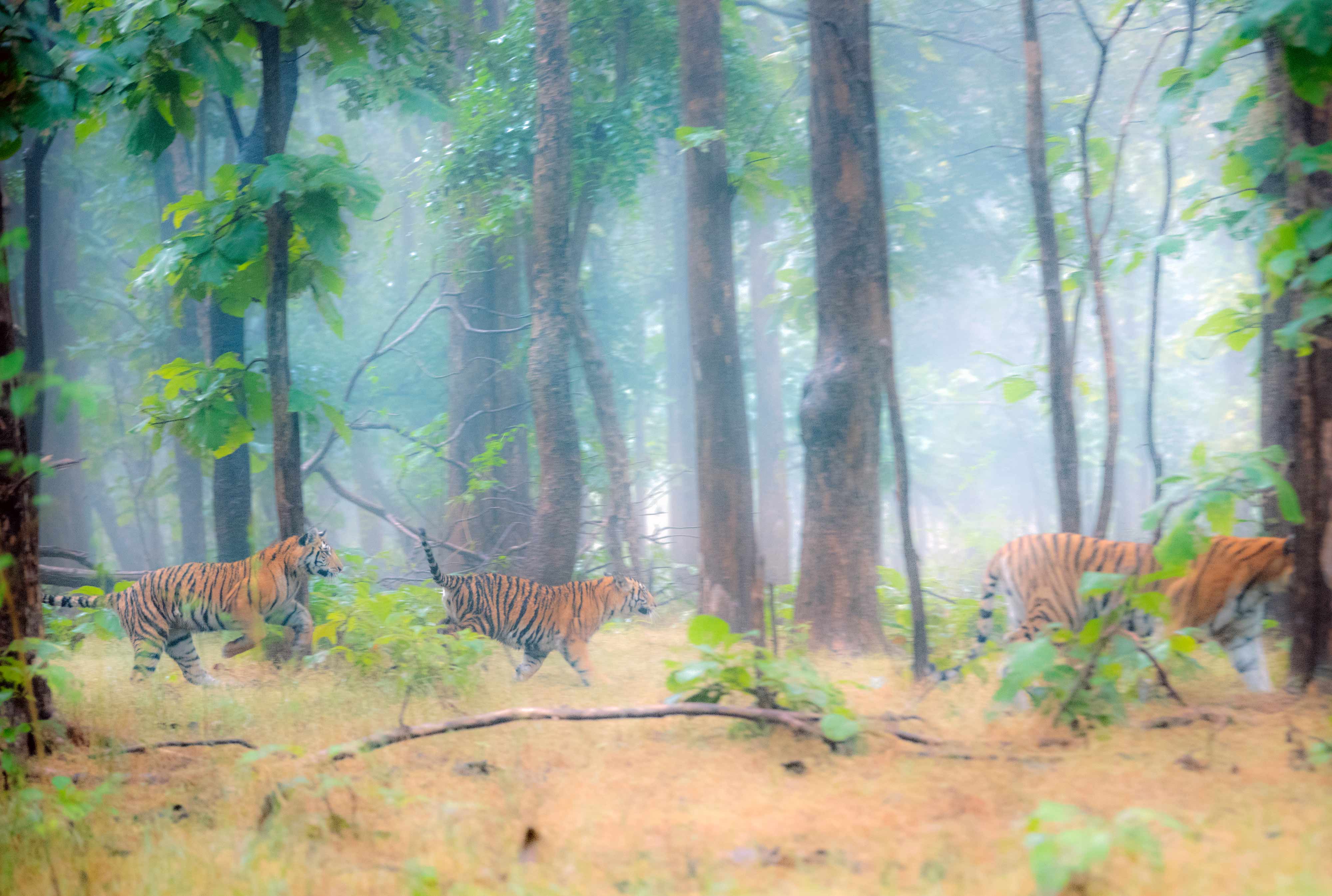 Collarwali ( Mataram ) with Cubs early morning in RAINS..... Dec 21019.