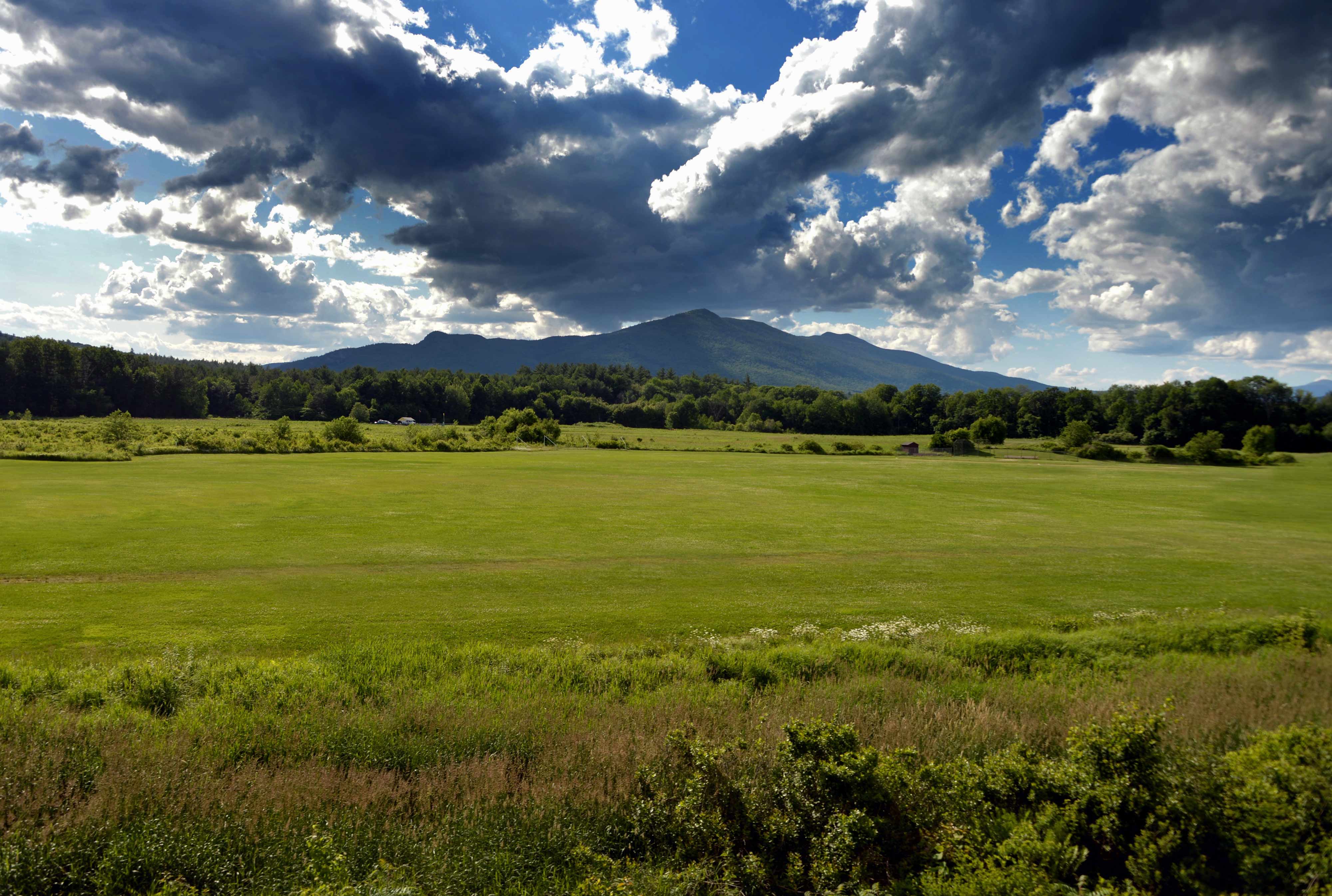 Green habitat of Mount Washington in Washington DC.	