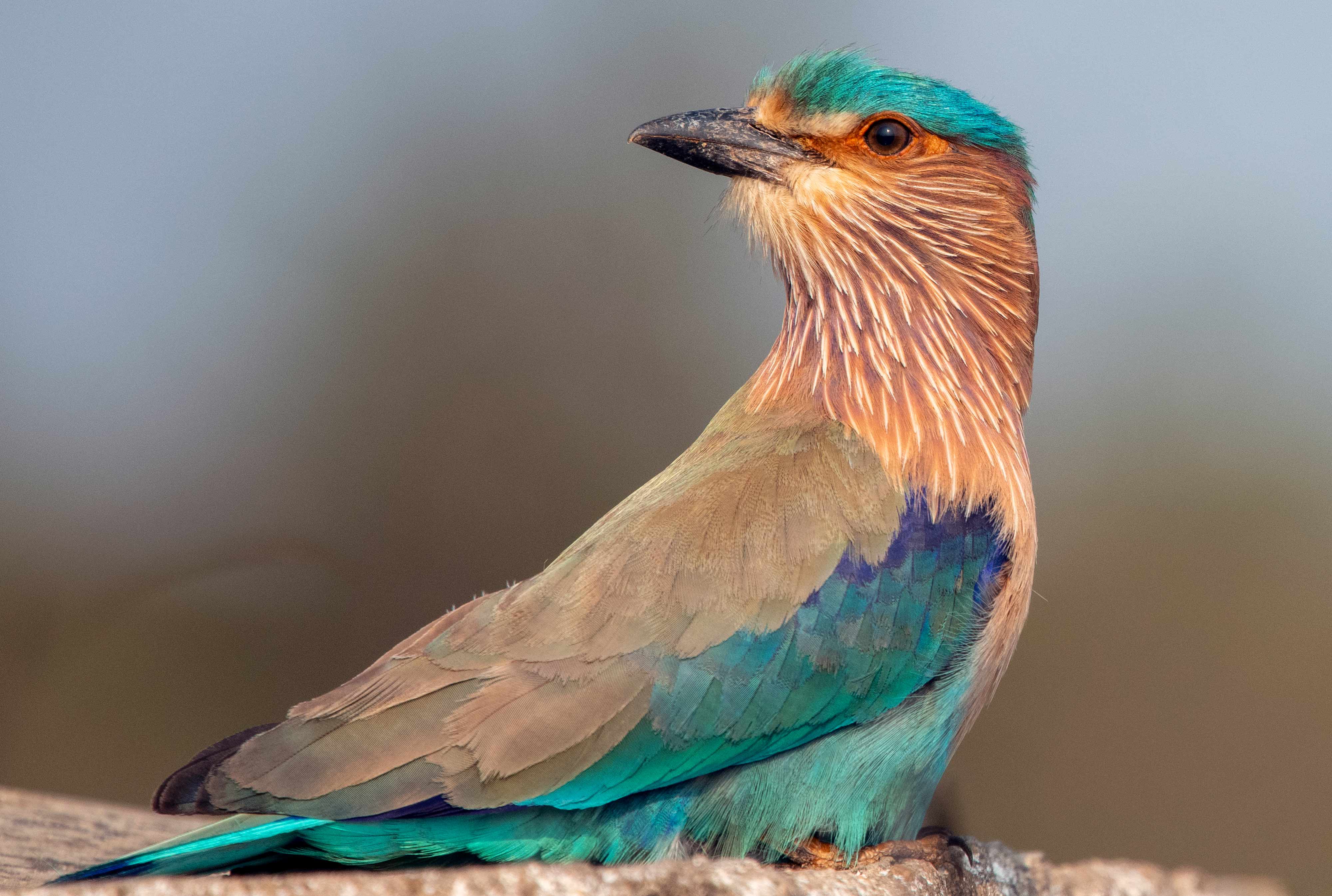 Indian Roller | Nagpur Outskirts | 2020.