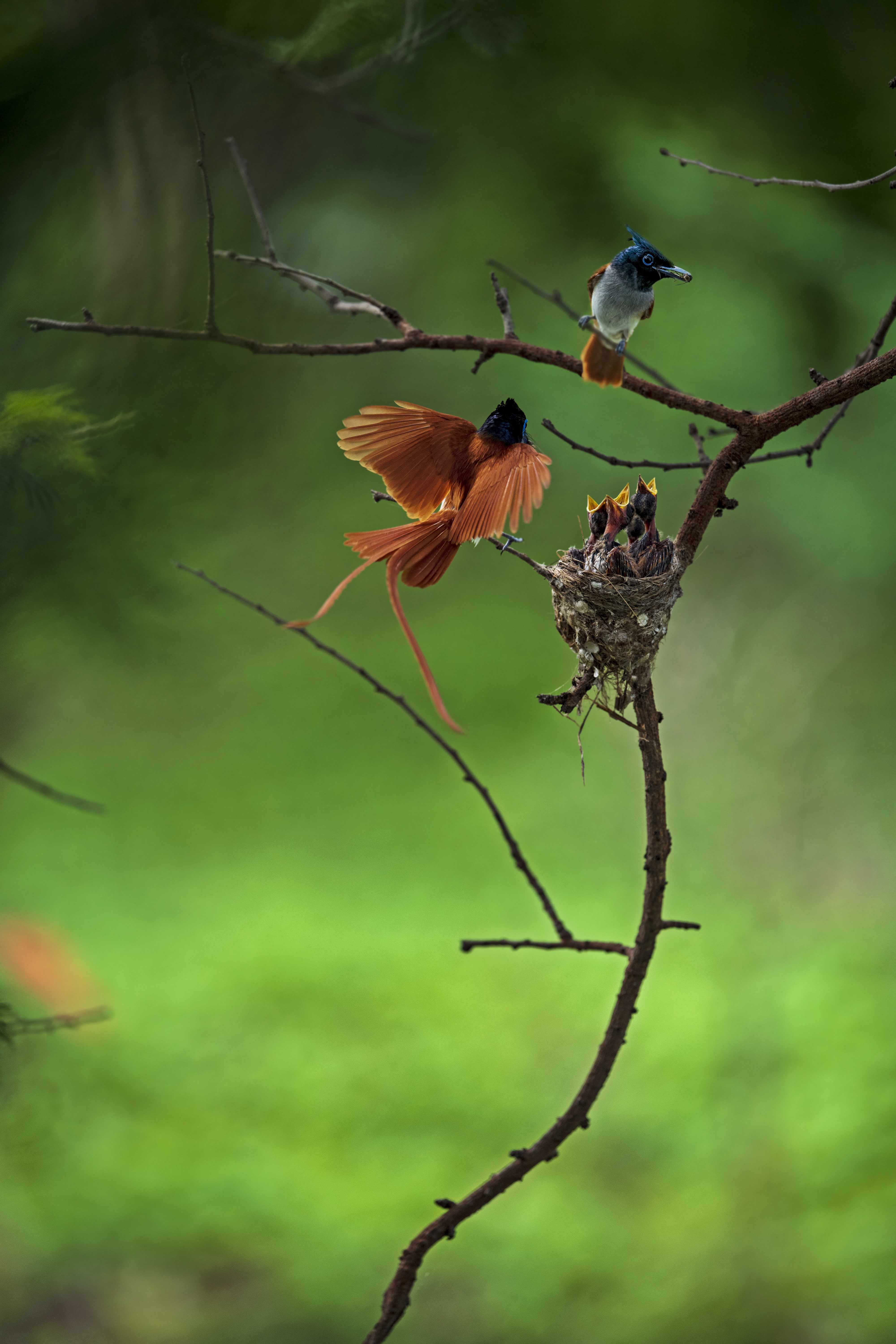 Indian paradise flycatcher feeding chicks | Nagpur | Maharashtra | 26 June 2021. 