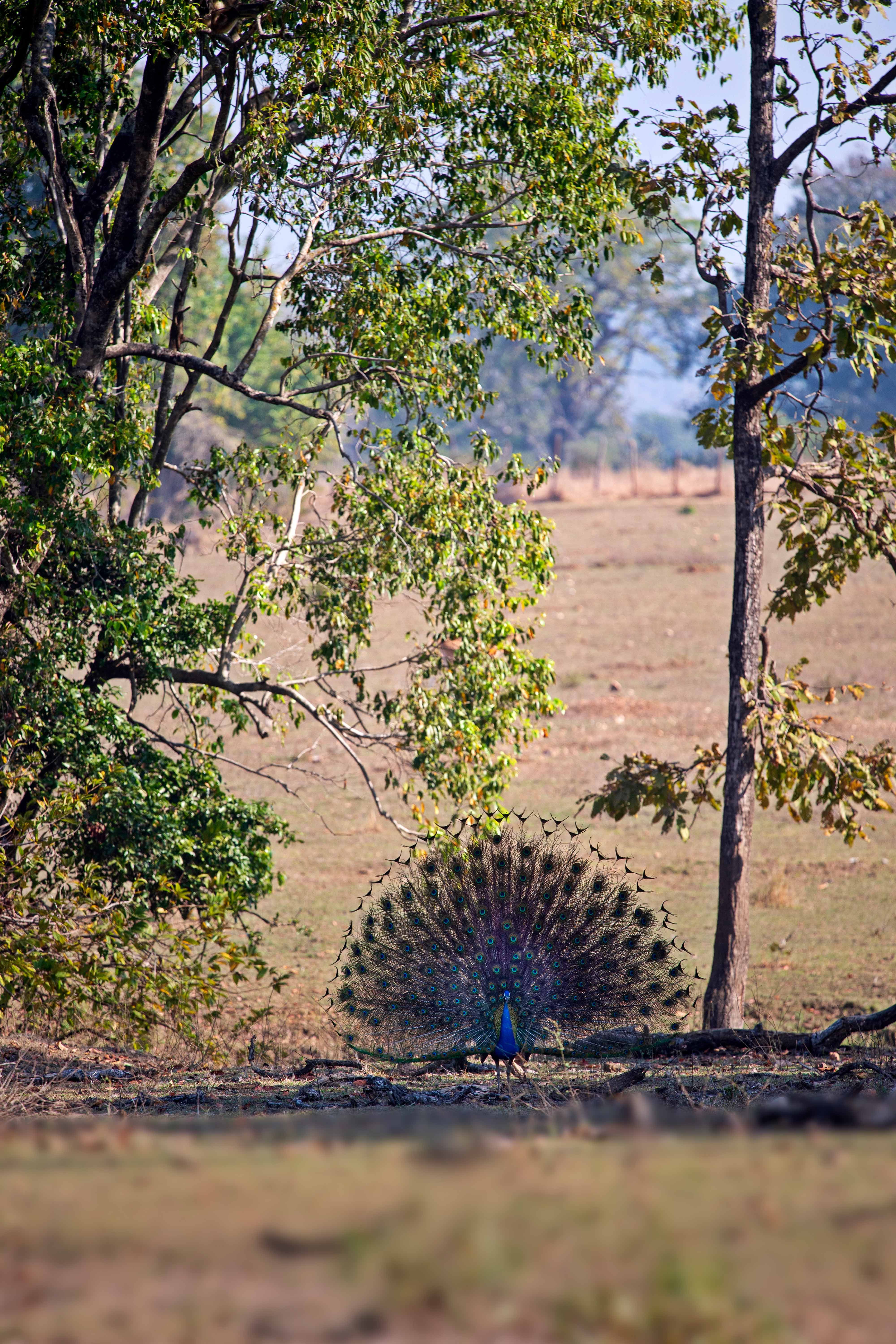 Indian Peafowl | Pench Tiger Reserve, Turia gate | March 2021.