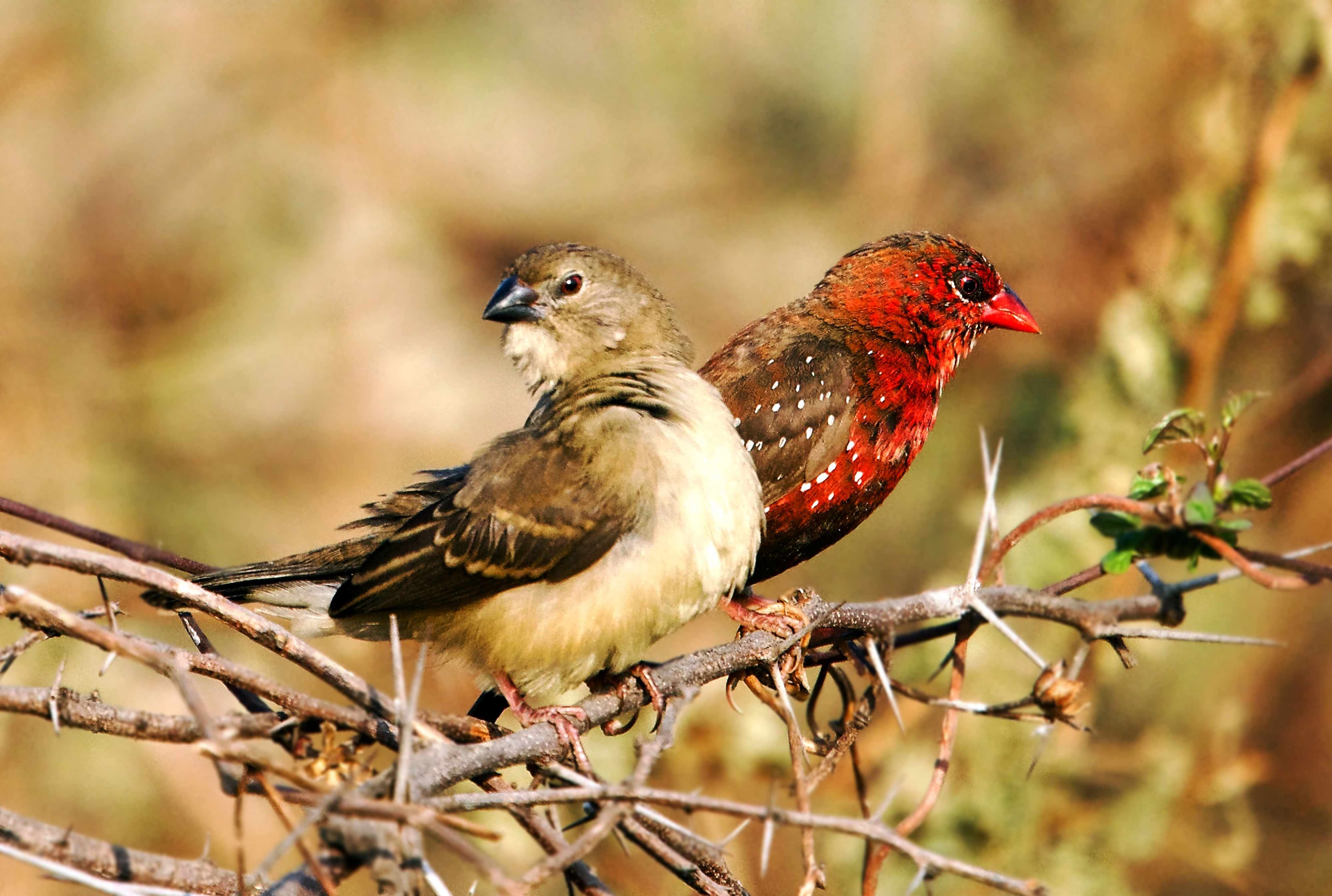 Mr. & Mrs. - (Red Avadavat) (Strawberry Finch) (Red Munia) | Nagpur Outskirts.