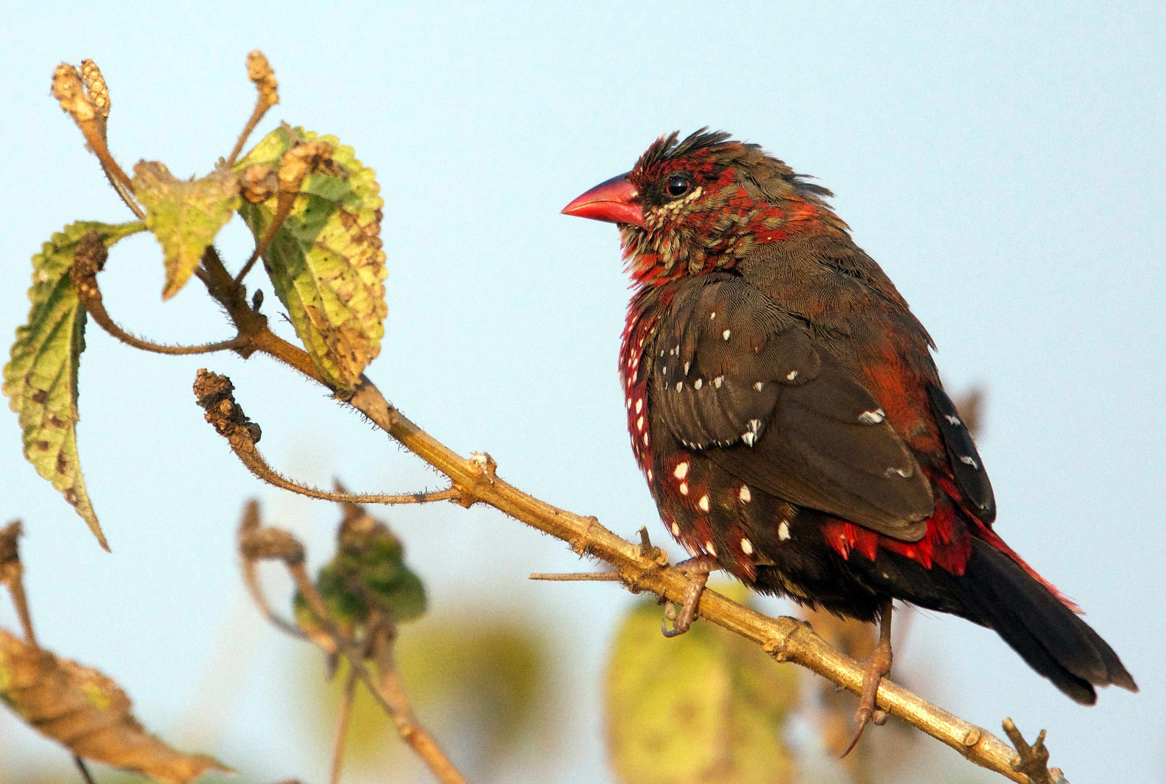 (Red Avadavat) (Strawberry Finch) (Red Munia) | Nagpur Outskirts, Maharashtra.