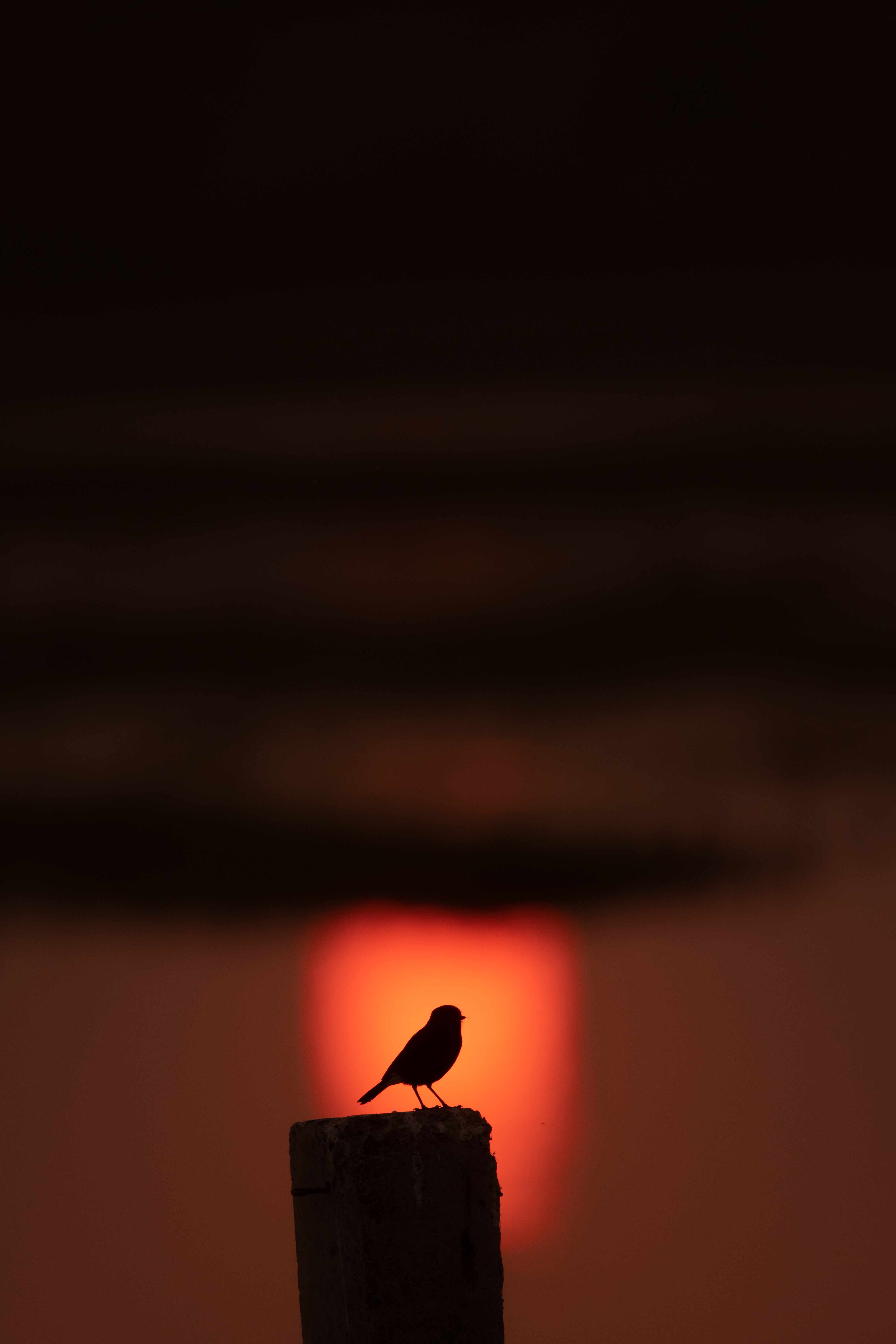 Scenic beauty on the lake | Nagpur | January 2021.