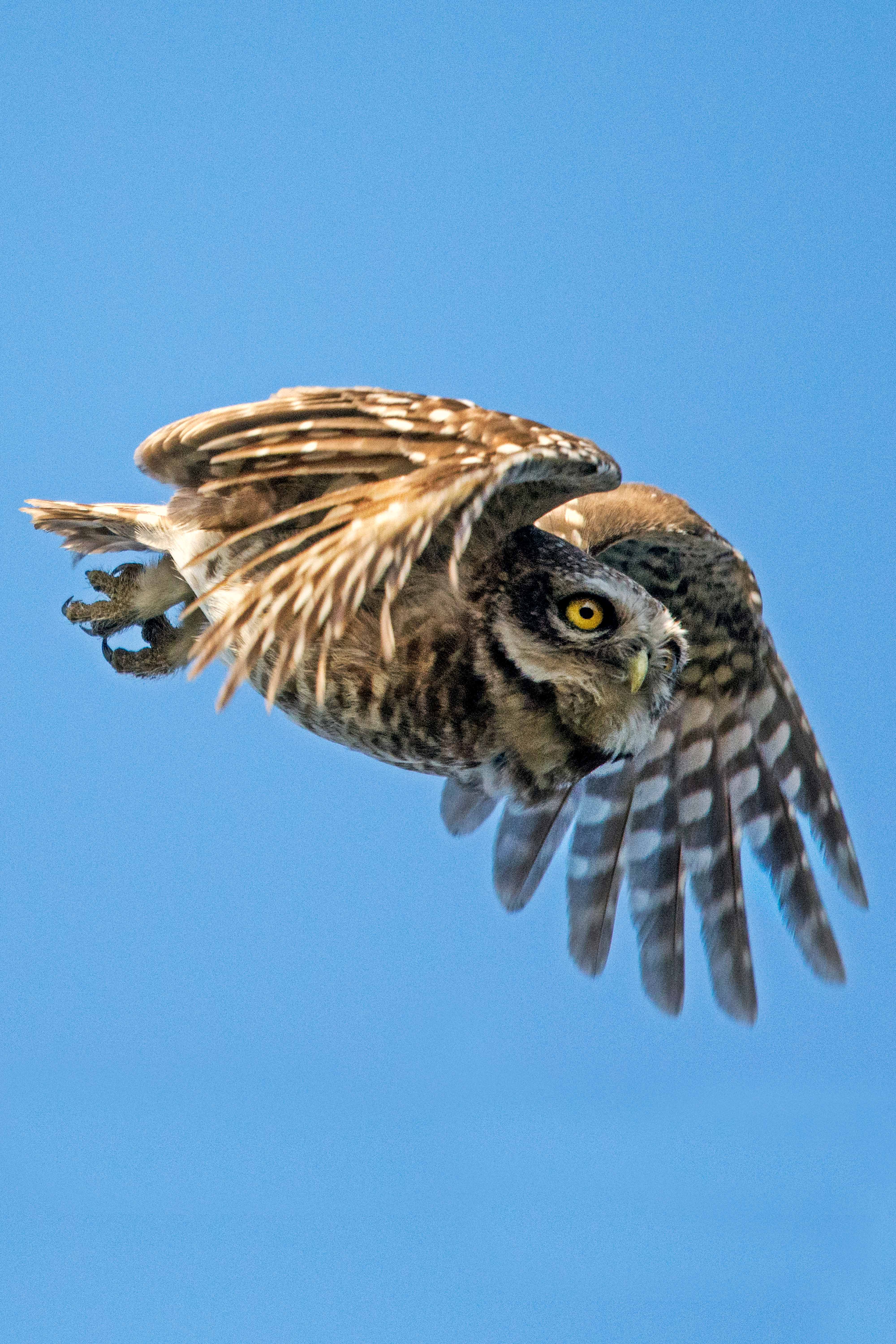 Spotted owlet | Nagpur Outskirts.