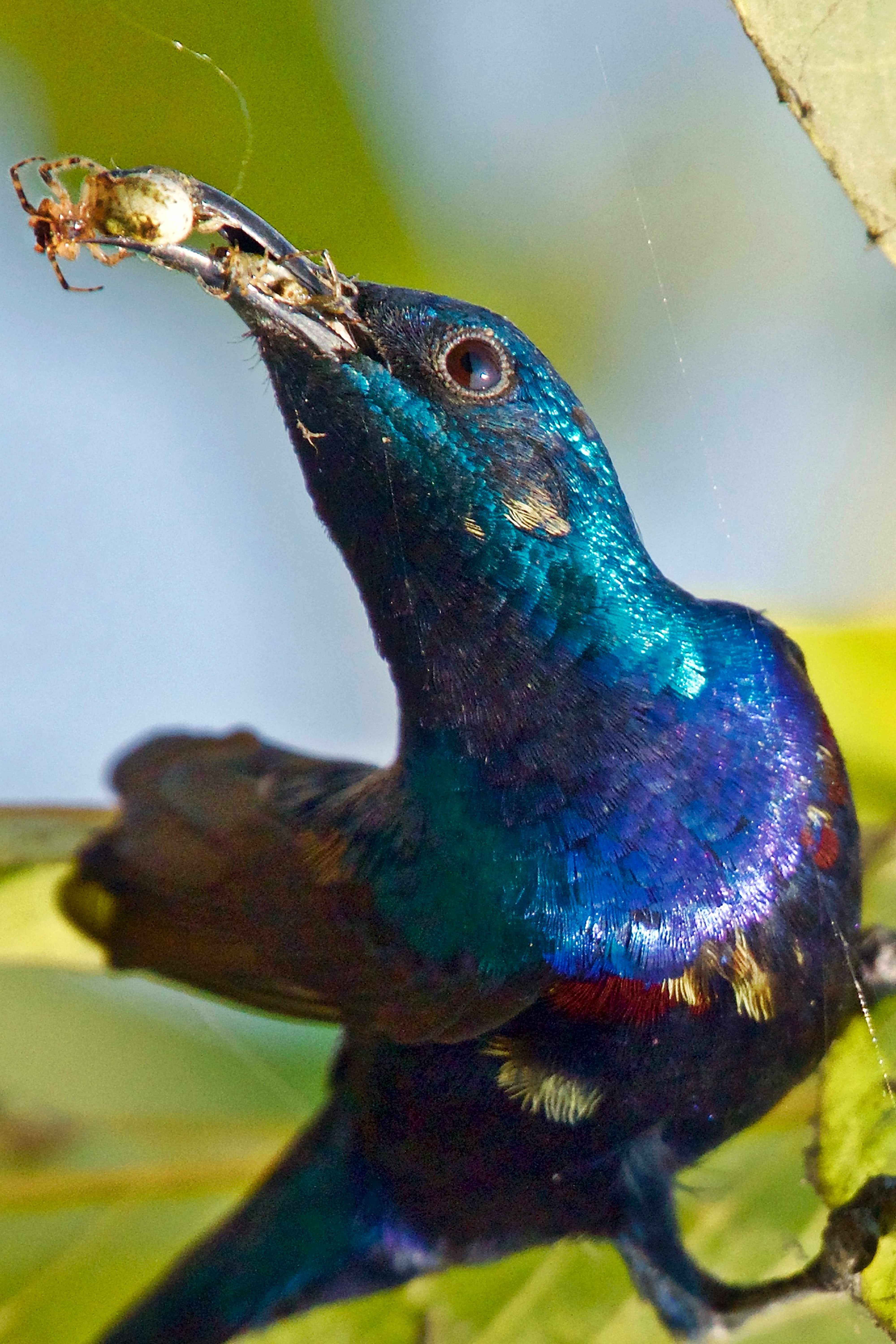 Male Purple Sun-bird | Nagpur.